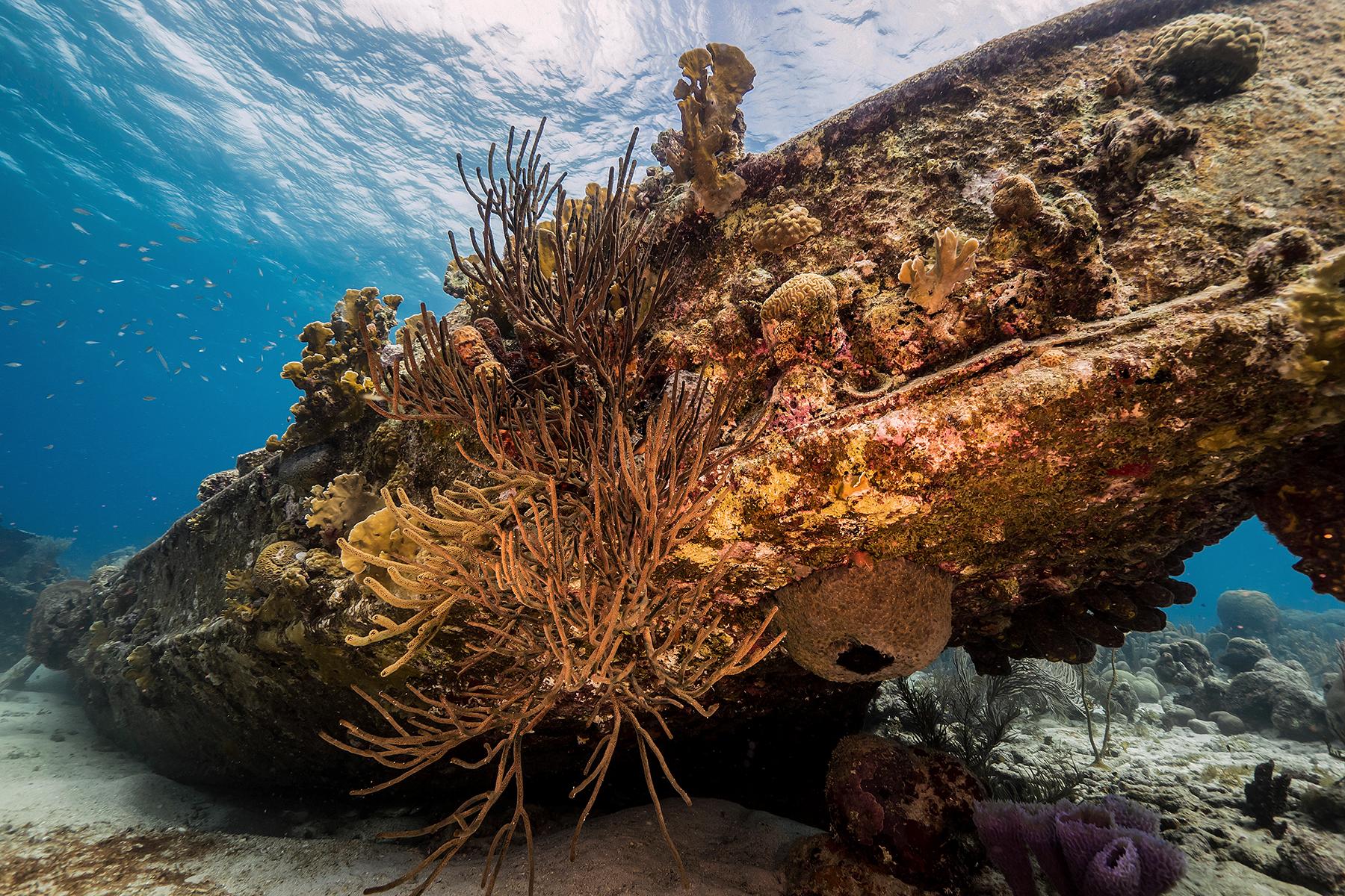 07_StMartinVsSintMaarten__BestDivingInTheCaribbeanSintMaarten_shutterstock_1266922147
