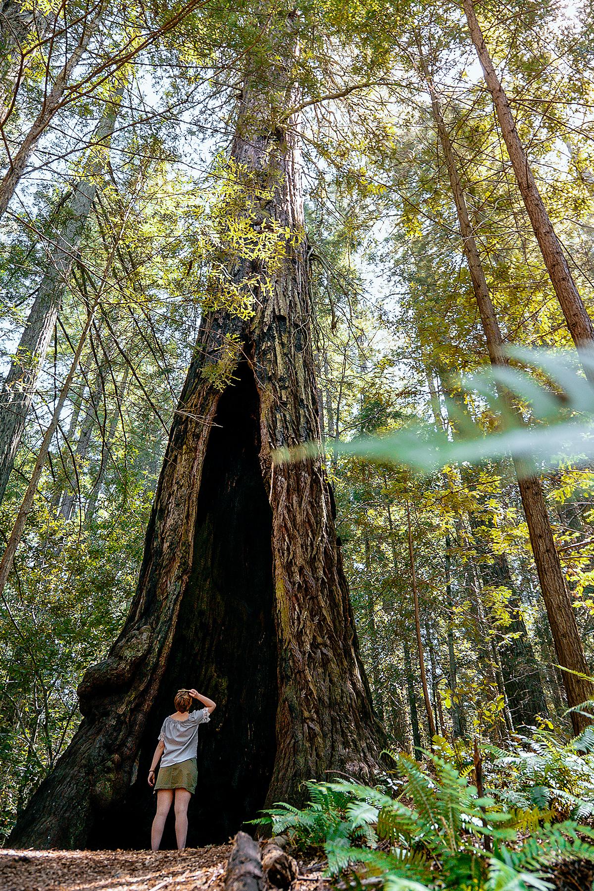 07_UltimateNapaandSonoma__ExploreSonomaCountyRedwoods_parks_Grove_of_the_Old_Trees_Landpaths_Occidental_by_Mariah_Harkey_Sonoma_County_006