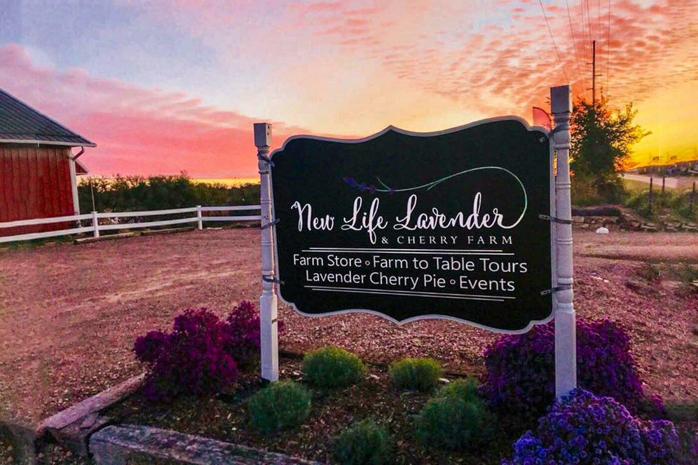 11 U.S. Lavender Farms You Can Visit