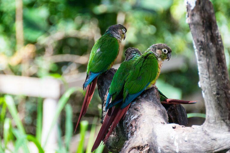 <a href='https://www.fodors.com/world/caribbean/st-martin-and-st-maarten/experiences/news/heres-where-to-find-saint-martins-best-kept-secrets#'>From "Here's Where to Find Saint Martin's Best-Kept Secrets: Parrot Ville"</a>