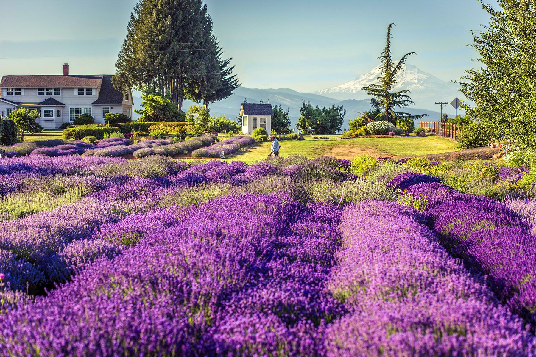 lavender farm tour