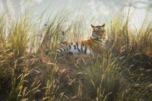 What It’s Like to Glamp on a Tiger Reserve in India
