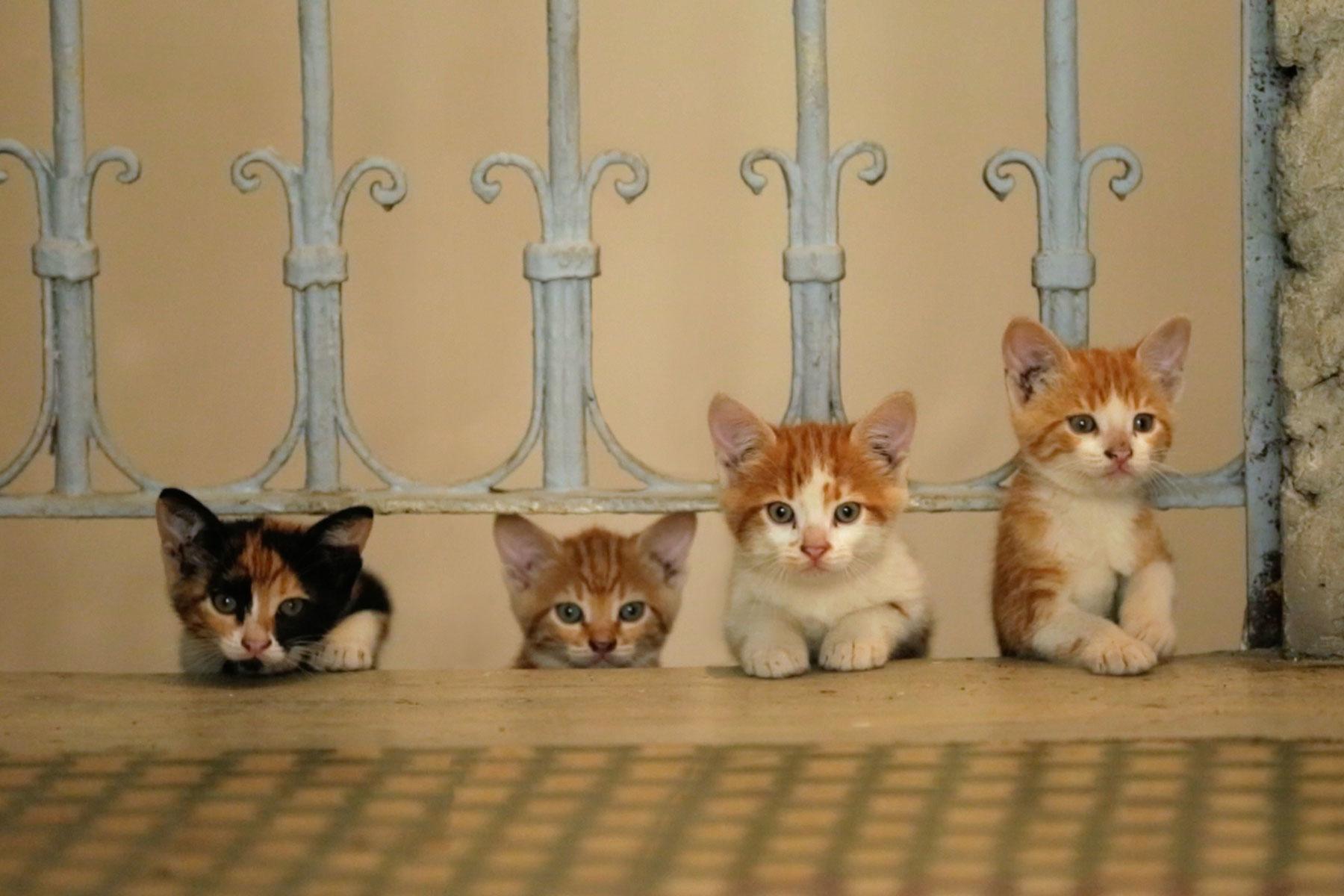 01_Turkey_BooksMovies_Yellows-Kitten-in-KEDI_1