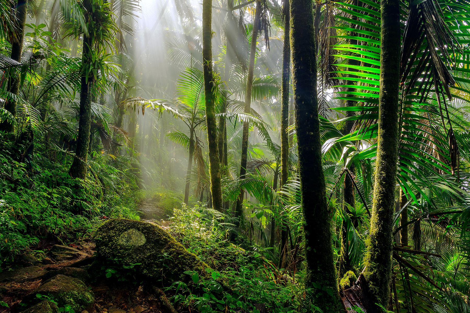 <a href='https://www.fodors.com/world/caribbean/puerto-rico/experiences/news/11-things-you-need-to-know-before-you-go-to-puerto-rico#'>From "11 Things You Need to Know Before You Go to Puerto Rico: It Rains in the Rain Forest"</a>