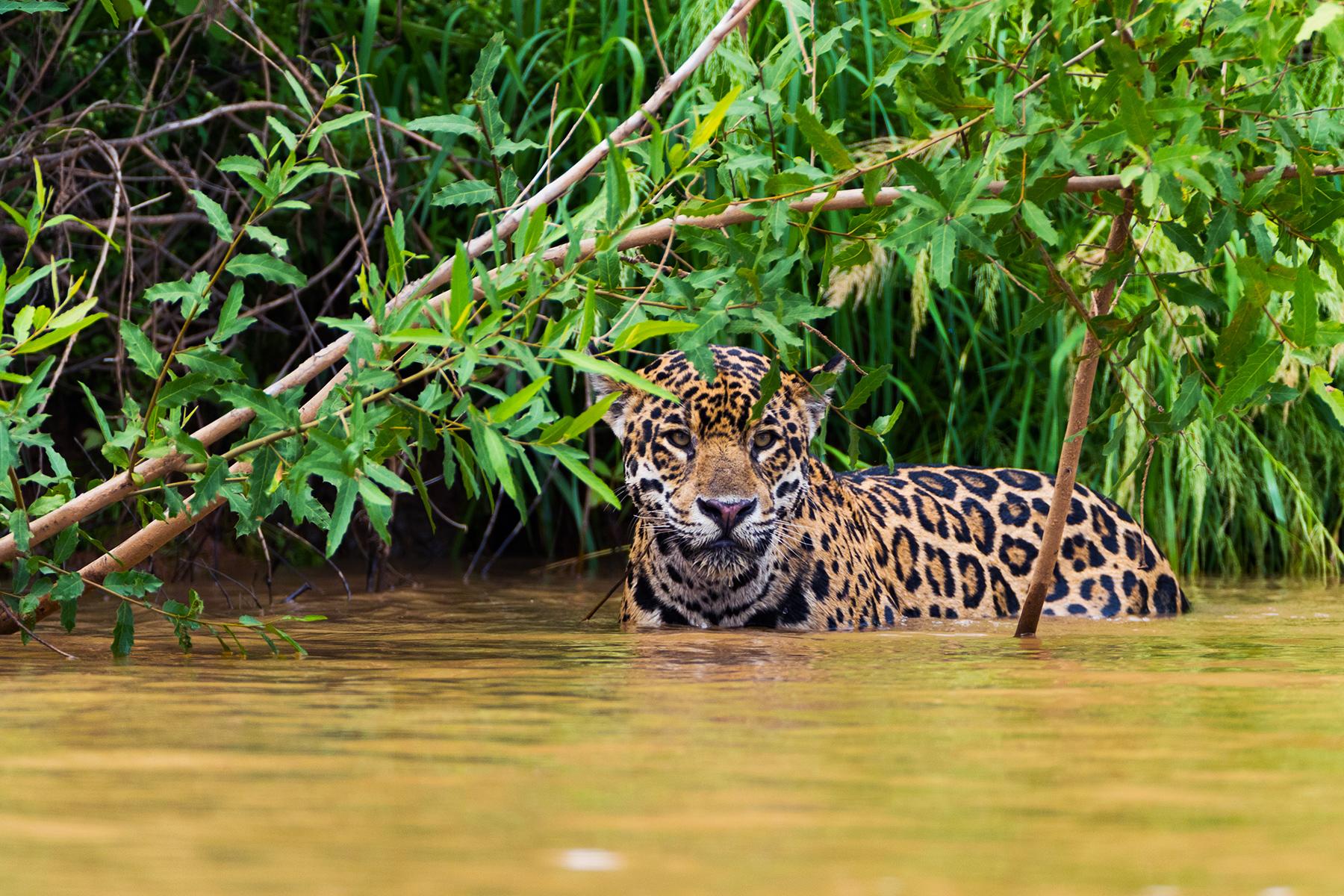 Natural-Wonders-Brazil-Pantanal
