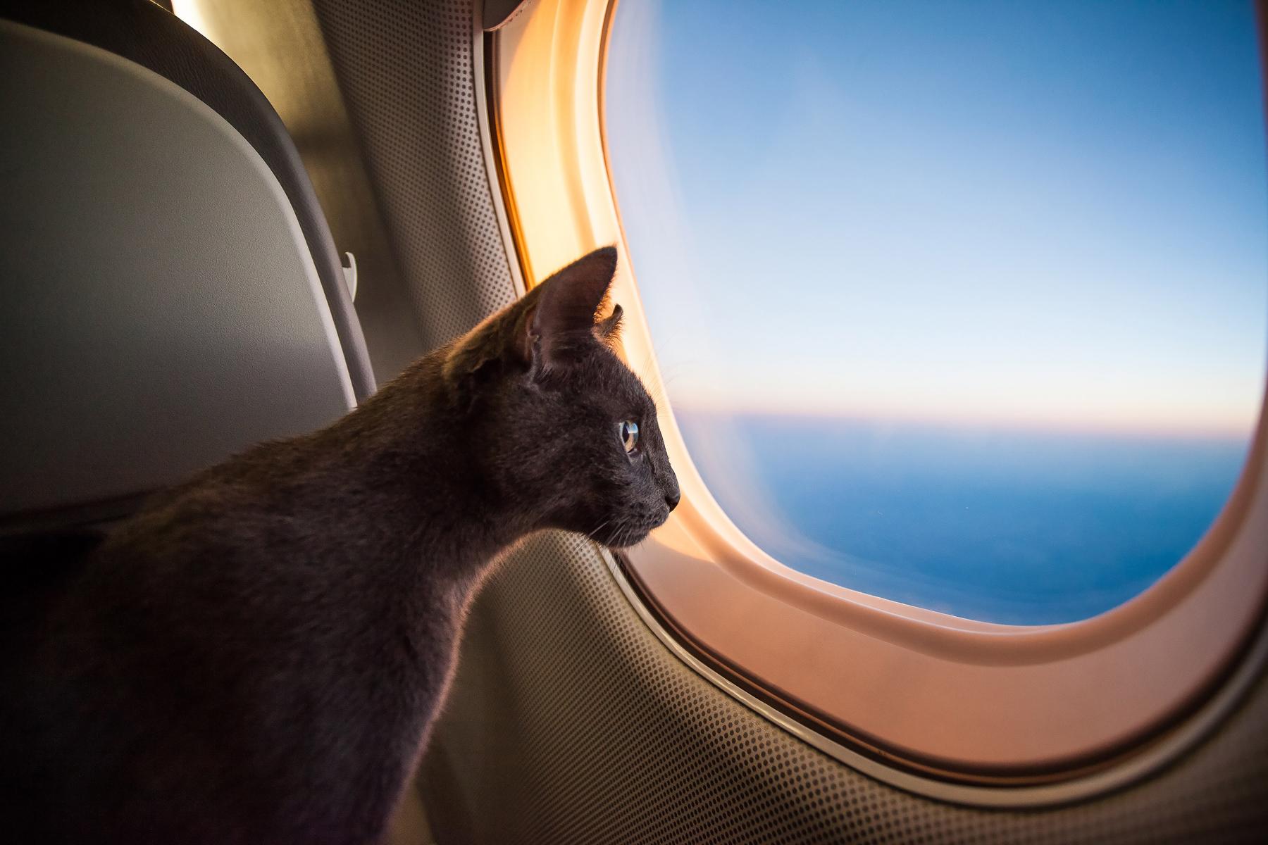 airlines that ship cats