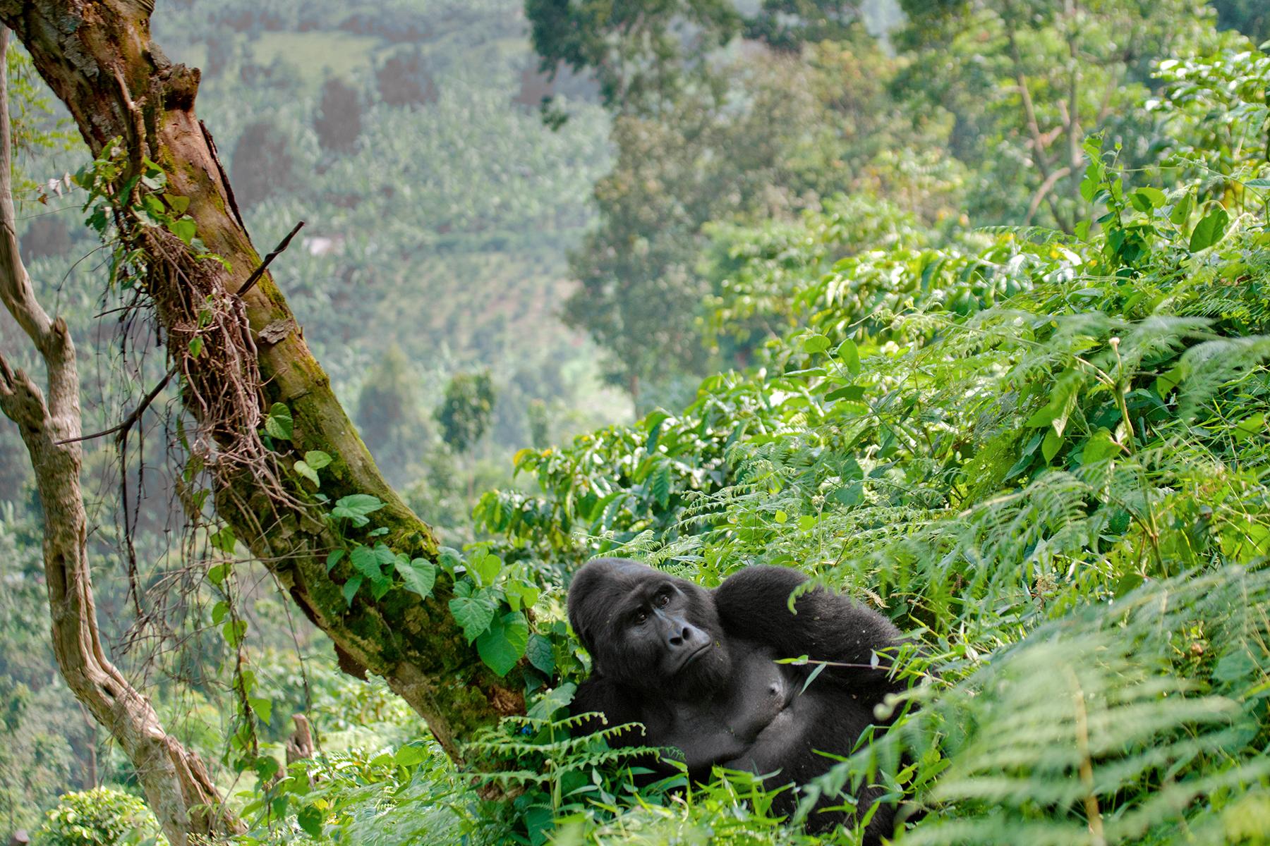 01_UgandaGorillas101__MountainVSLowlandGorilla_shutterstock_355158194