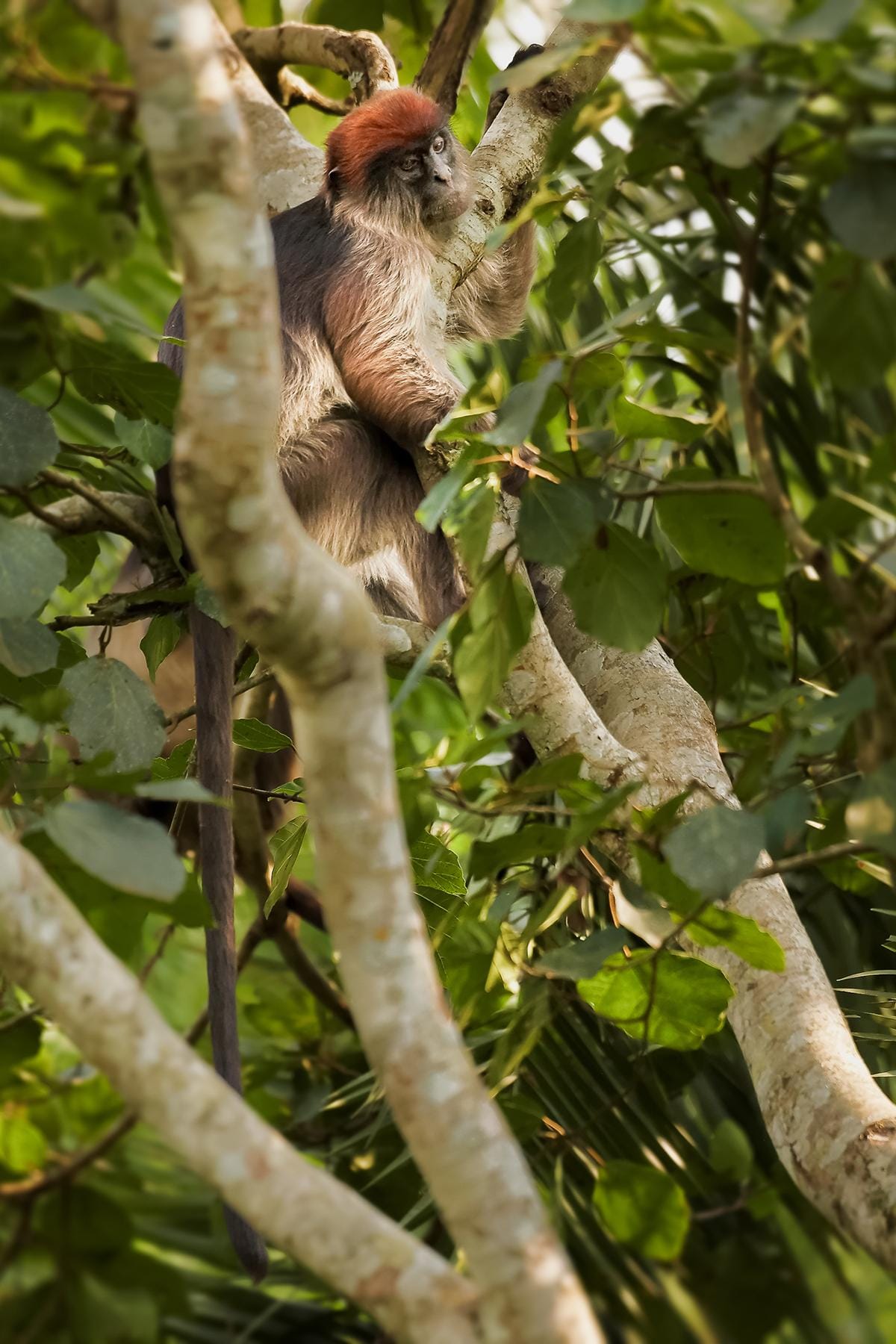 <a href='https://www.fodors.com/world/africa-and-middle-east/uganda/experiences/news/once-youve-seen-the-gorillas-here-are-10-other-once-in-a-lifetime-experiences-you-can-only-have-in-uganda#'>From "Once You’ve Seen the Gorillas, Here Are 10 Other Once-in-a-Lifetime Experiences You Can Only Have in Uganda"</a>