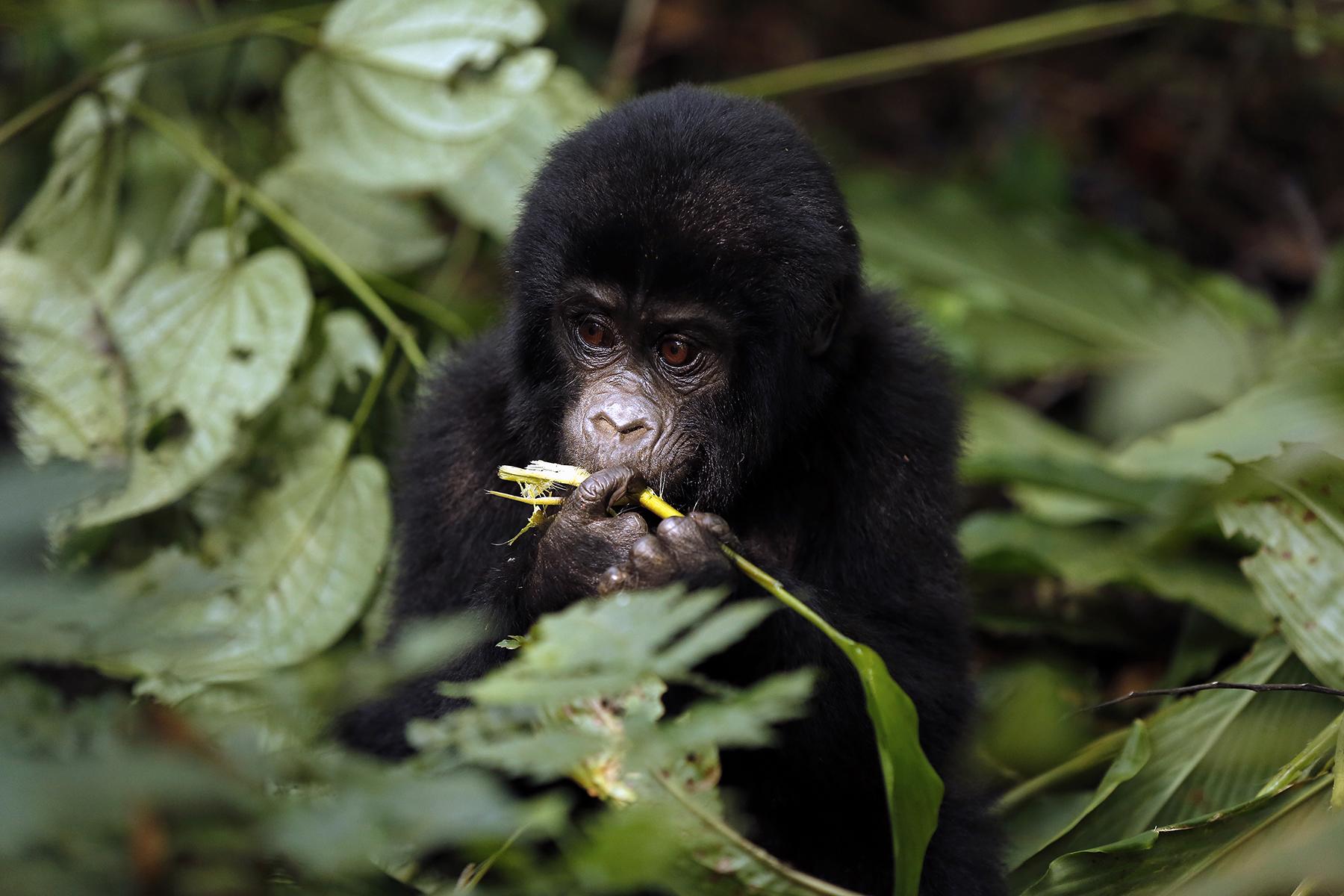 03_UgandaGorillas101__ItsNotCheapButWorthIt_iStock-1021040942