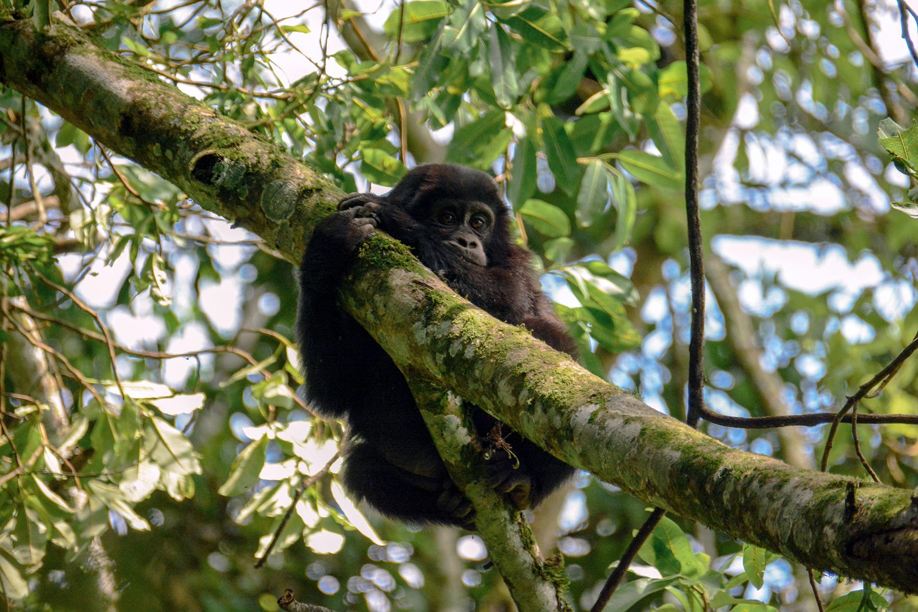 04_UgandaGorillas101__TourismIsEssentialForSavingThem_iStock-1083909944