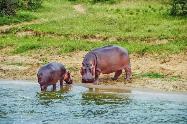 <a href='https://www.fodors.com/world/africa-and-middle-east/uganda/experiences/news/11-animals-besides-gorillas-youll-find-in-uganda#'>From "11 Animals (Besides Gorillas) You’ll Find in Uganda: Hippos"</a>