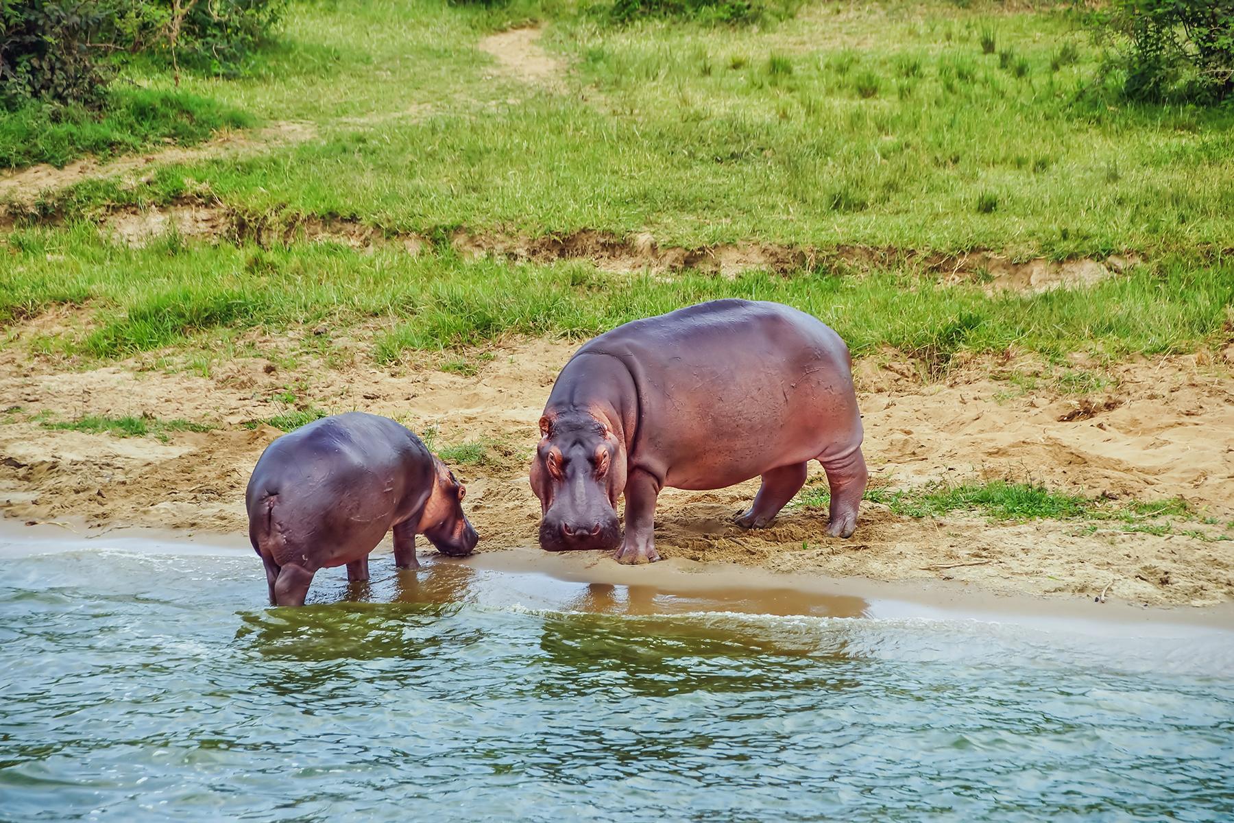 <a href='https://www.fodors.com/world/africa-and-middle-east/uganda/experiences/news/11-animals-besides-gorillas-youll-find-in-uganda#'>From "11 Animals (Besides Gorillas) You’ll Find in Uganda: Hippos"</a>