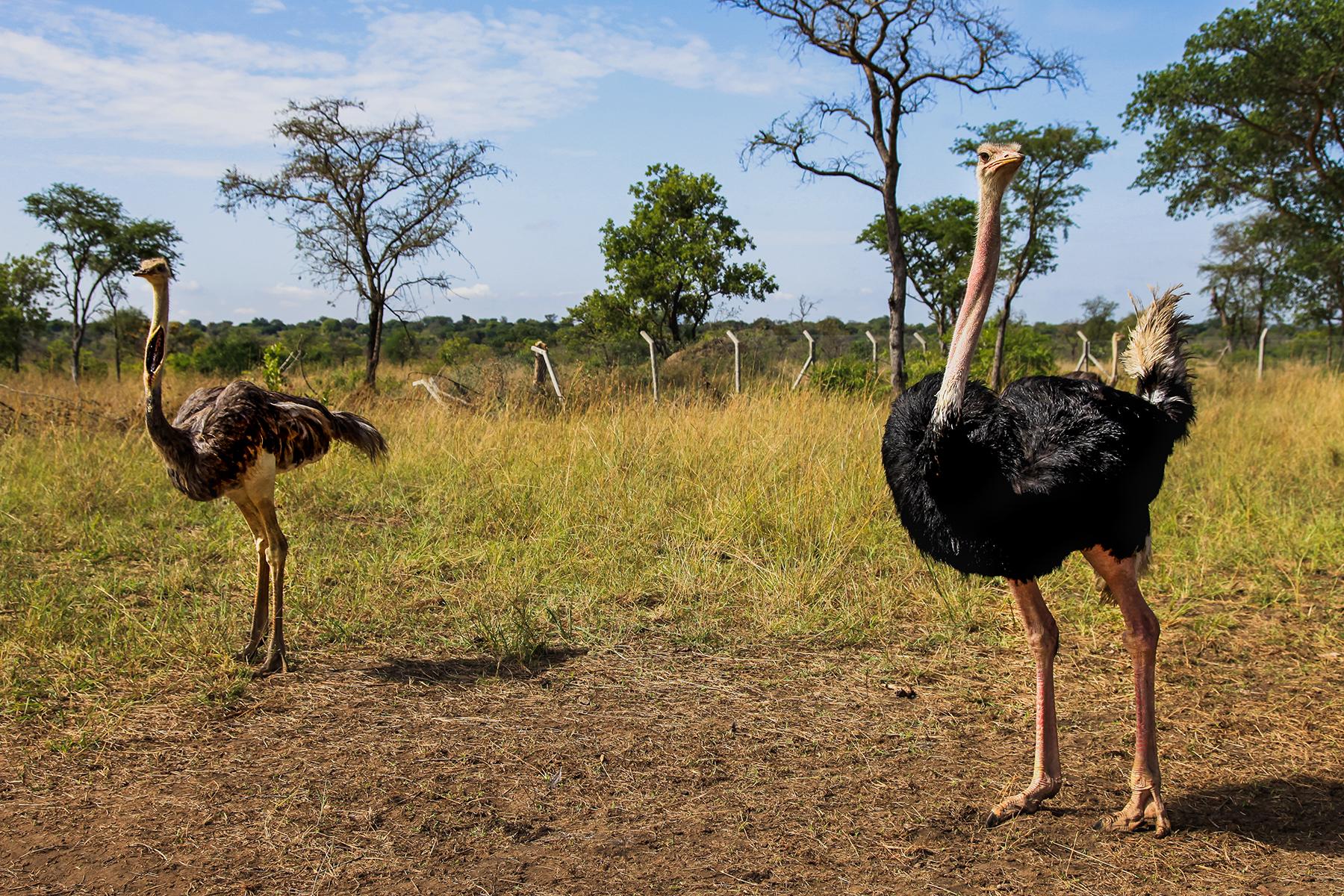 <a href='https://www.fodors.com/world/africa-and-middle-east/uganda/experiences/news/once-youve-seen-the-gorillas-here-are-10-other-once-in-a-lifetime-experiences-you-can-only-have-in-uganda#'>From "Once You’ve Seen the Gorillas, Here Are 10 Other Once-in-a-Lifetime Experiences You Can Only Have in Uganda"</a>