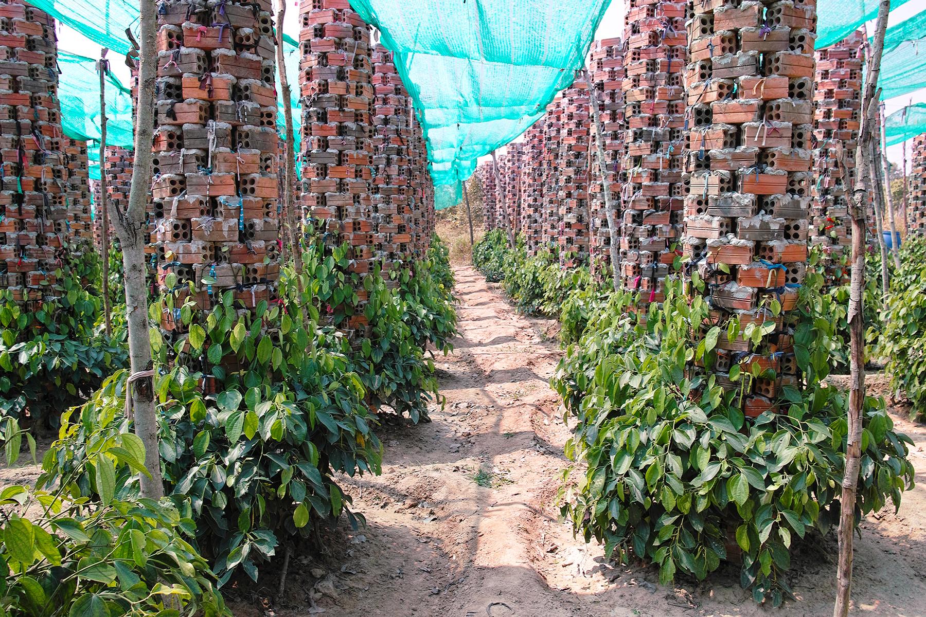 09_25UltimateCambodia__VisitAPepperPlantation_dreamstime_l_115241258