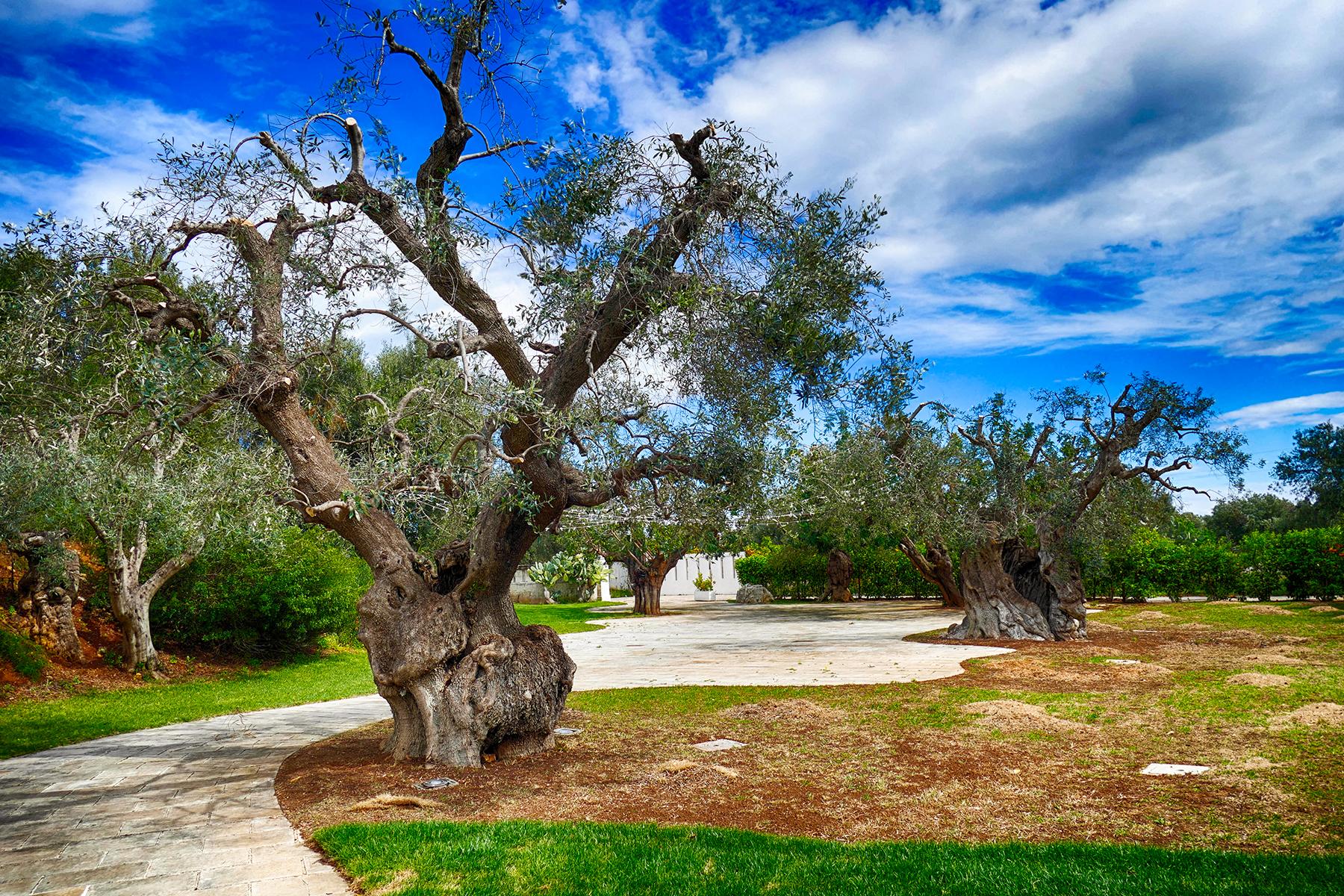 09_UnusualPlacesToStayInPuglia__OliveFarm_shutterstock_1374659081
