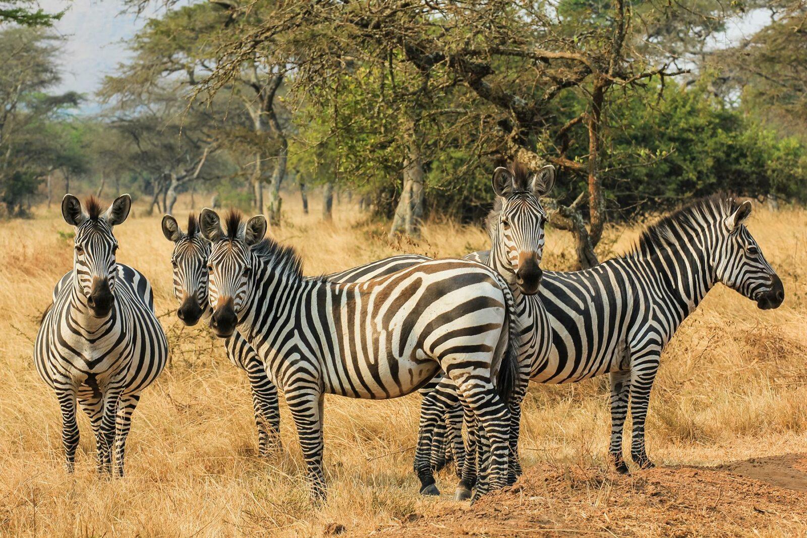 11 Animal Excursions in Uganda