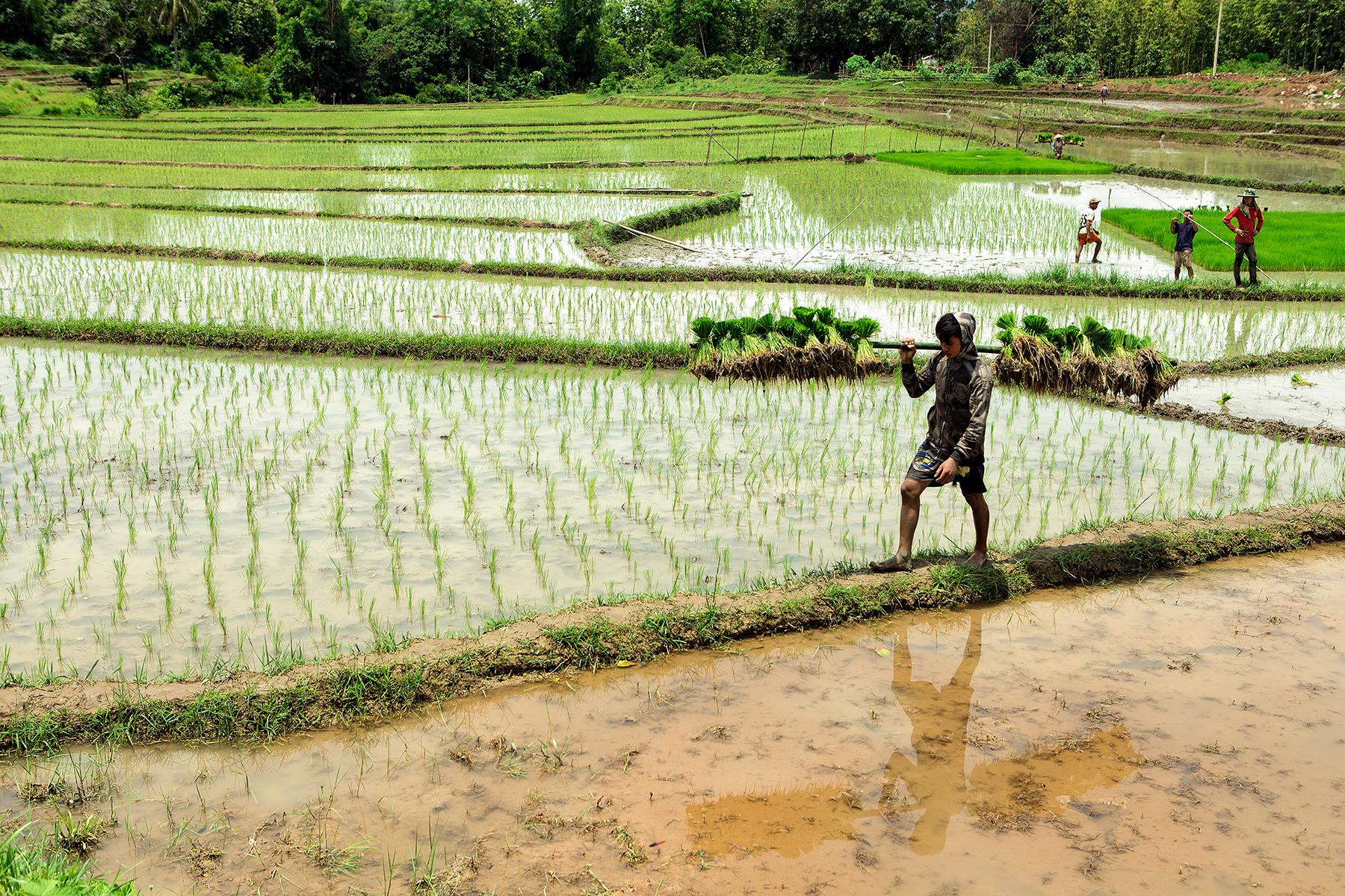 15_25UltimateThingstodoinLaos__Donafarmer'shatforhalfday_shutterstock_309126965