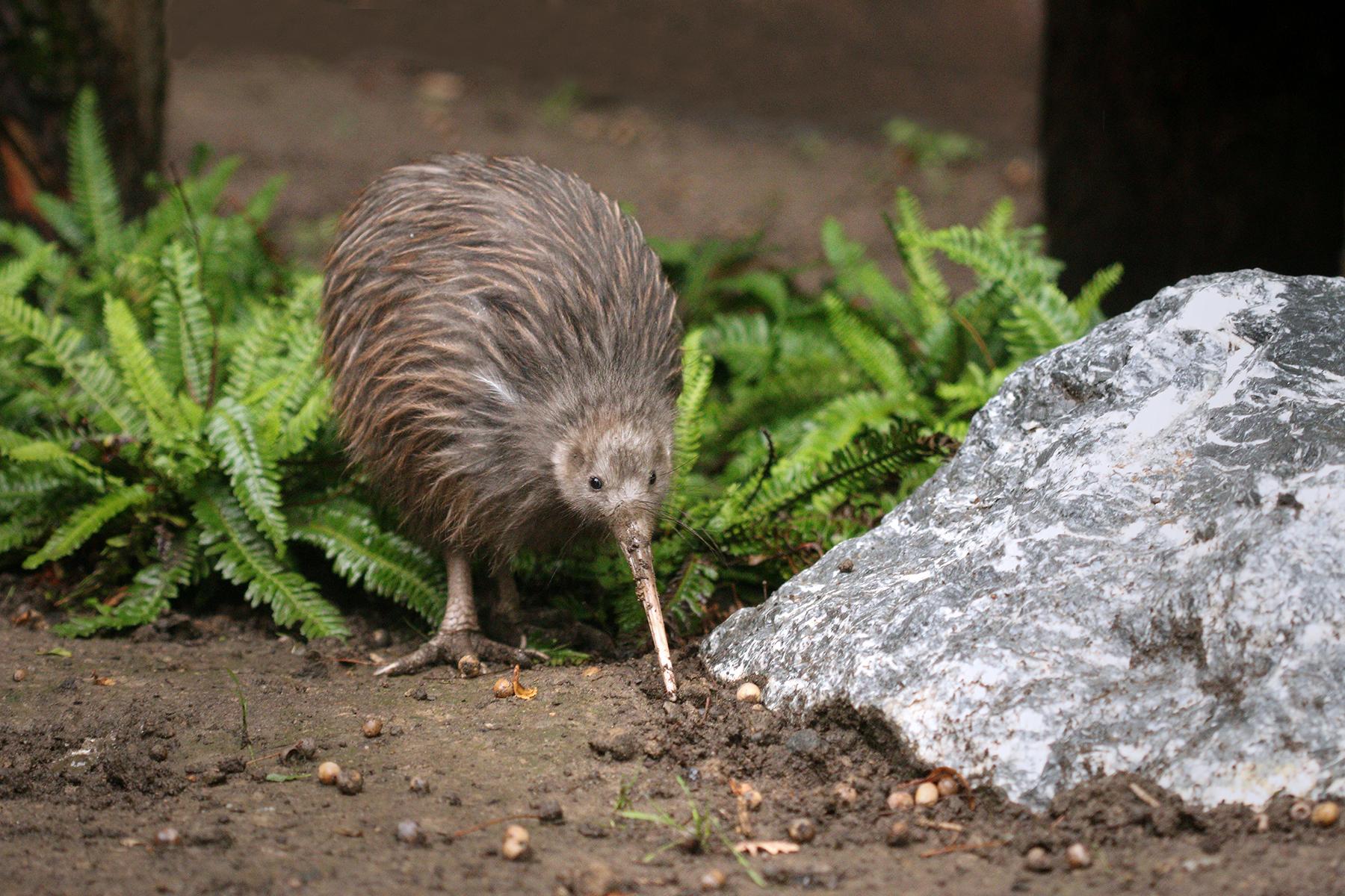 16_UltimateThingsToDoNewZealand__SpotAKiwiBirdStewartIsland_shutterstock_708015040