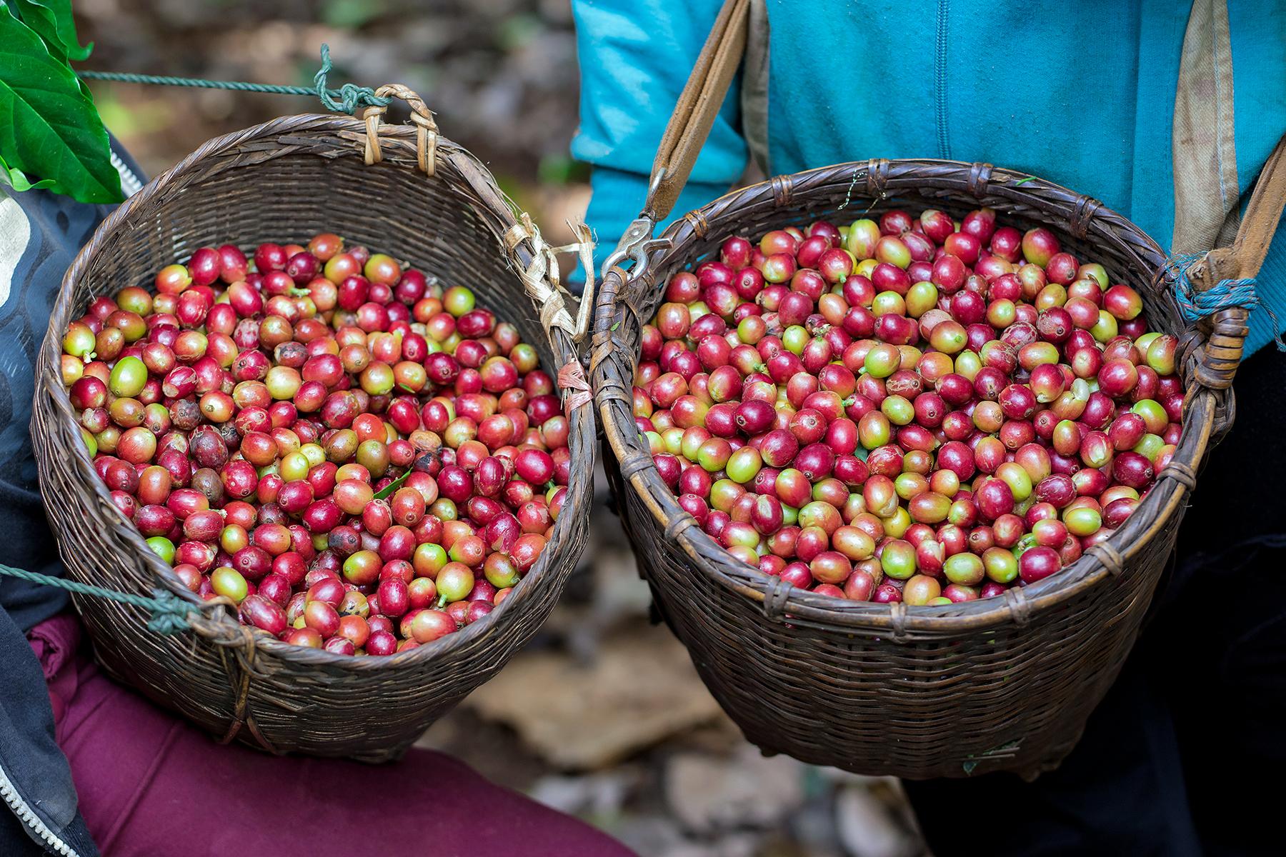 17_25UltimateThingstodoinLaos__ChasecoffeebeansandwaterfallsintheBolevanPlateau_shutterstock_652801063
