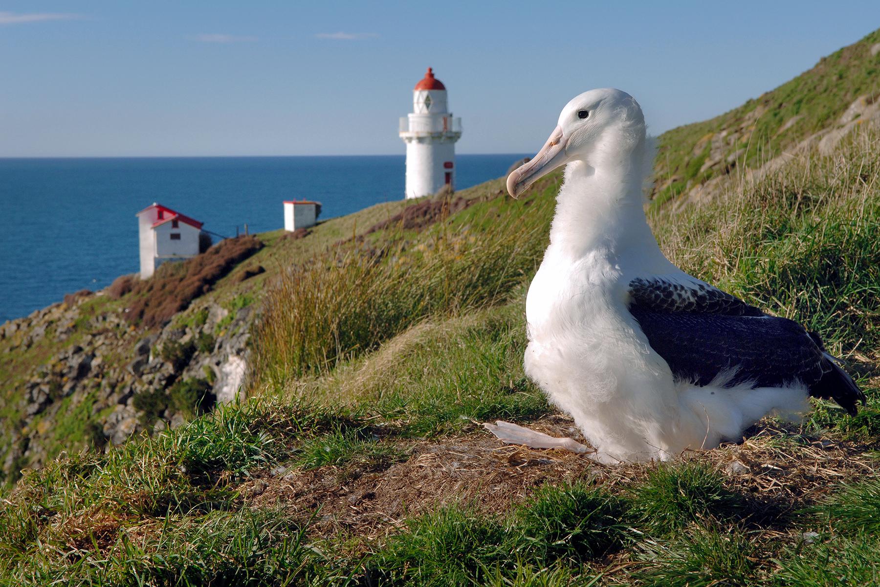 17_UltimateThingsToDoNewZealand__VisitRoyalAlbatrossColony_Royal-Albatross