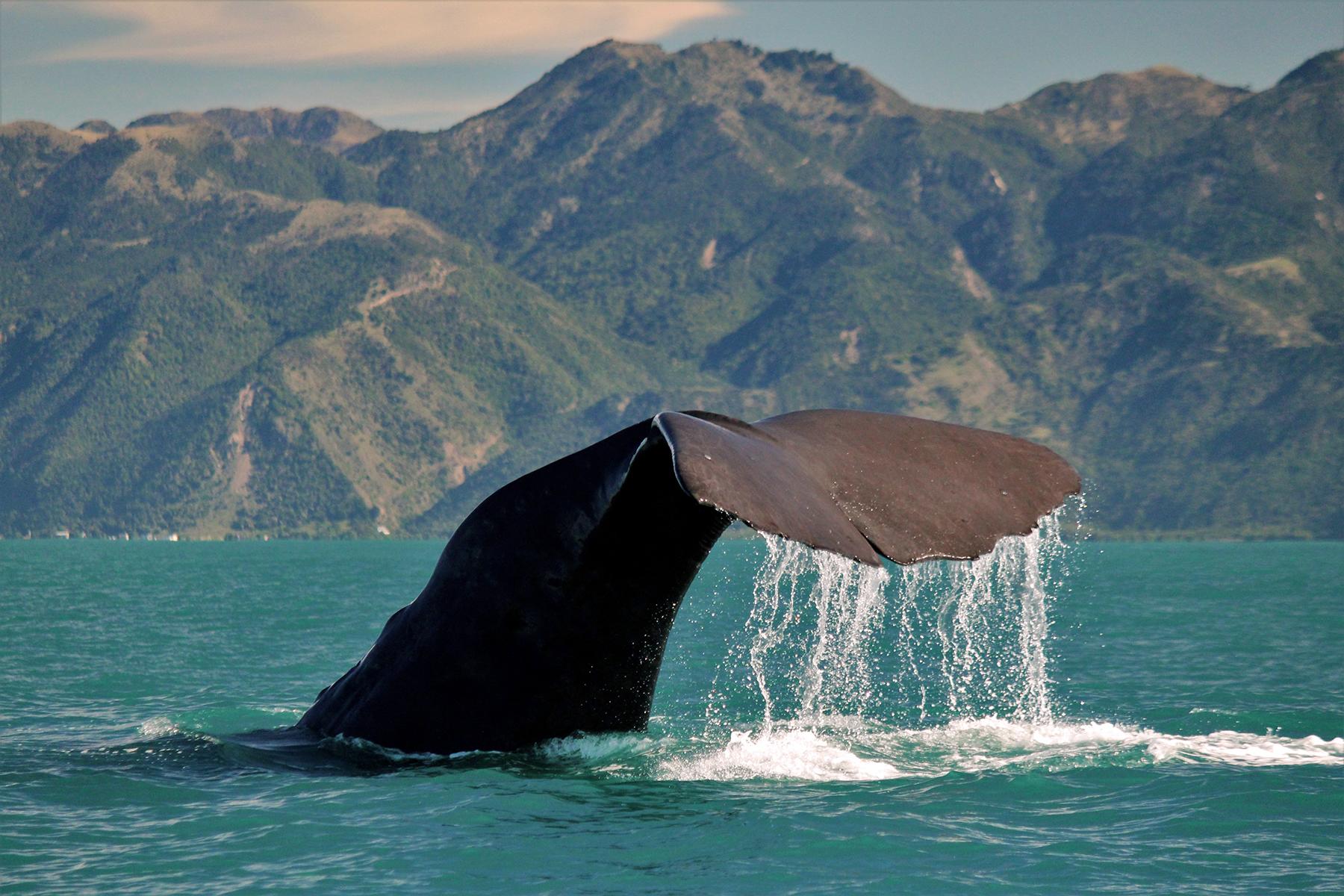 20_UltimateThingsToDoNewZealand__WhaleWatchKaikoura_Sperm-Whale-Tiaki