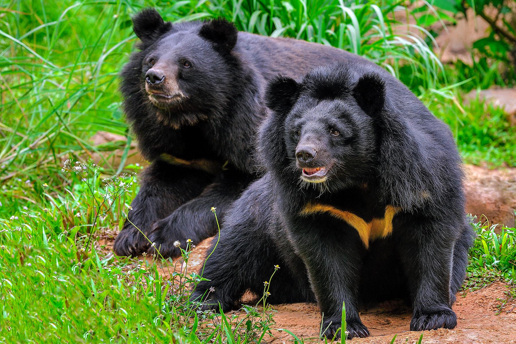 21_25UltimateThingstodoinLaos__WatchrescuesMoonBeasatTadKuangSiPark_shutterstock_316151063