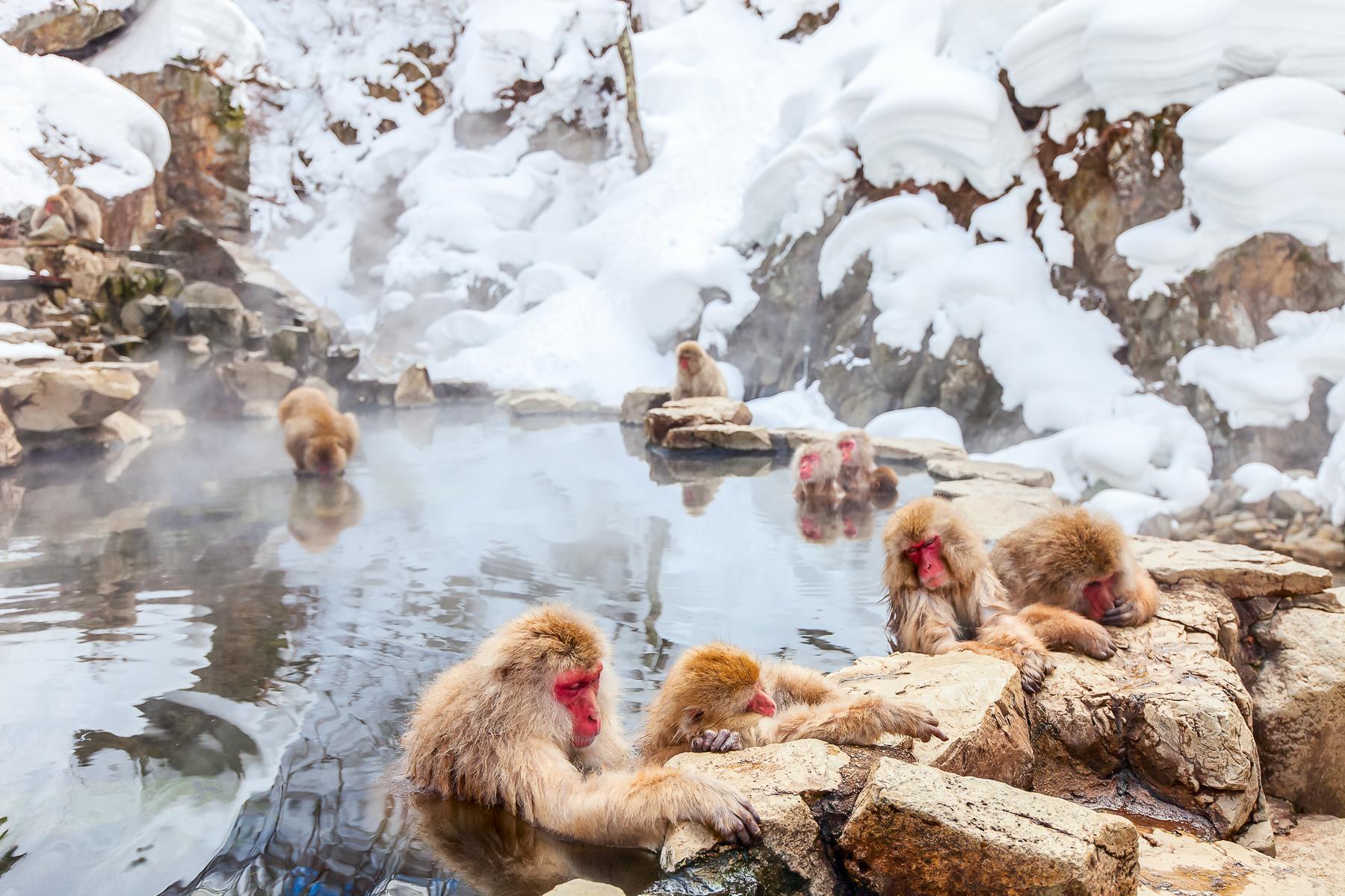 Jigokudani Monkey Park Where to See Snow Monkeys Bathing in Japan's Onsens