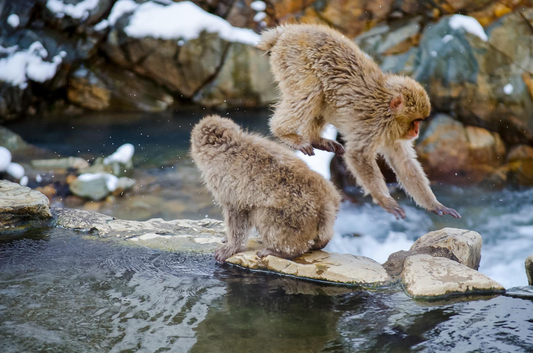 02_JapanSnowMonkeys__TherearenoCages_2.) 47386363861_8cbd1f9c9e_o