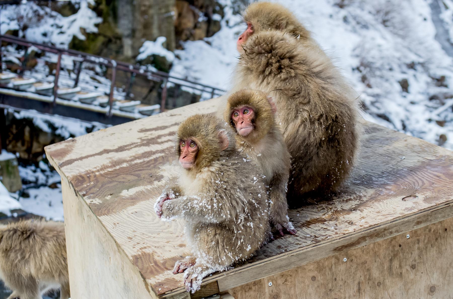 03_JapanSnowMonkeys__WhatkindofMonkey_3.) 40420894893_ee9e0ac754_o
