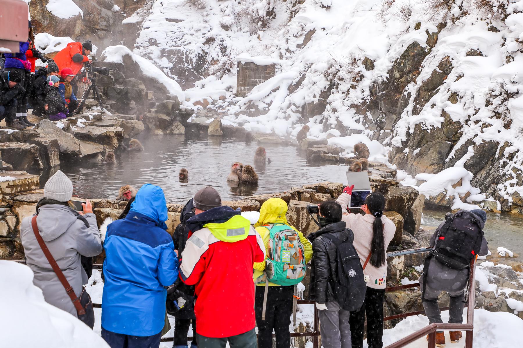 04_JapanSnowMonkeys__HowMuchMoney_shutterstock_1221837976