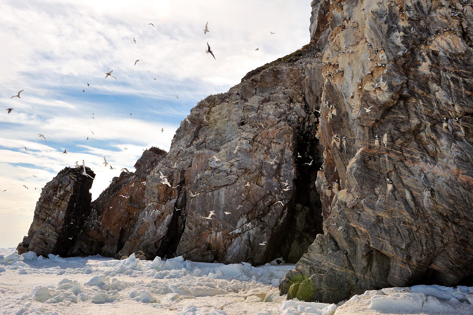 05_10ReasonsToVisitNunavut__UniqueWildlifeAndArcticBirds_Pfaff_2008_302