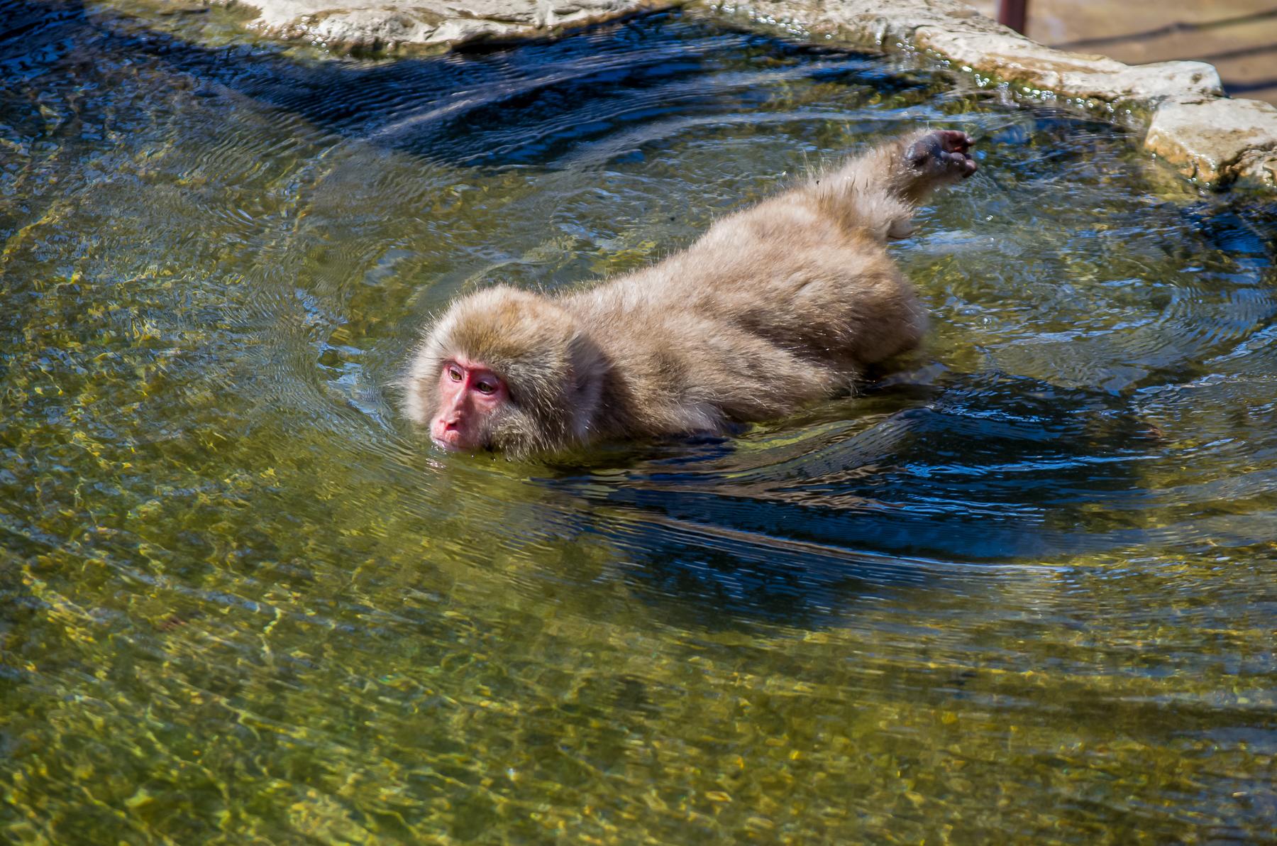 09_JapanSnowMonkeys__CanISwimwith_9.) 40420905333_fca4a64791_o