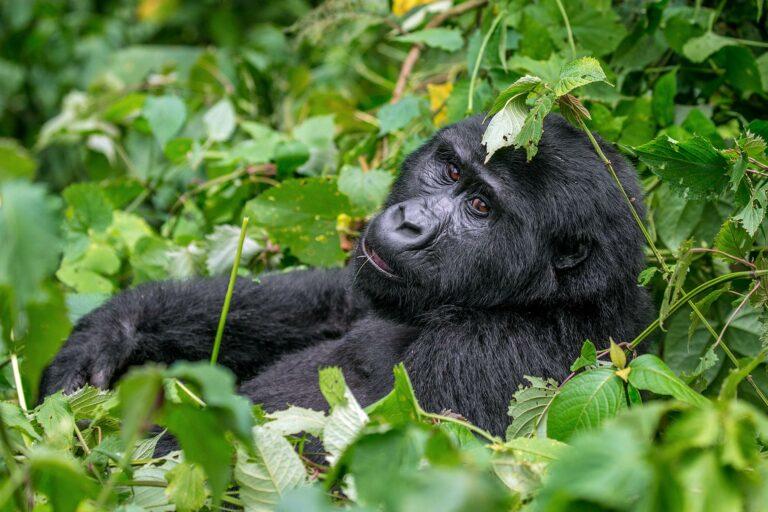 <a href='https://www.fodors.com/world/africa-and-middle-east/uganda/experiences/news/gorilla-spotting-101-how-to-see-mountain-gorillas-in-their-natural-habitat#'>From "Gorilla Spotting 101: How to See Mountain Gorillas in Their Natural Habitat: Getting to the Mountain Gorillas"</a>