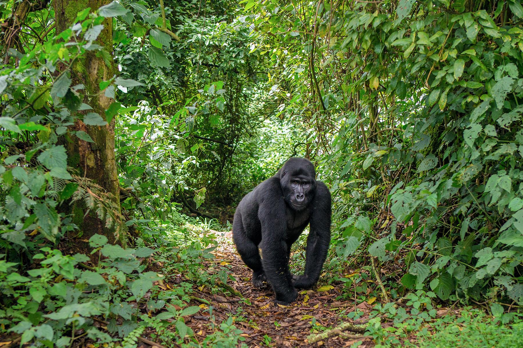 <a href='https://www.fodors.com/world/africa-and-middle-east/uganda/experiences/news/gorilla-spotting-101-how-to-see-mountain-gorillas-in-their-natural-habitat#'>From "Gorilla Spotting 101: How to See Mountain Gorillas in Their Natural Habitat: Do I Need to Train for a Gorilla Trek?"</a>