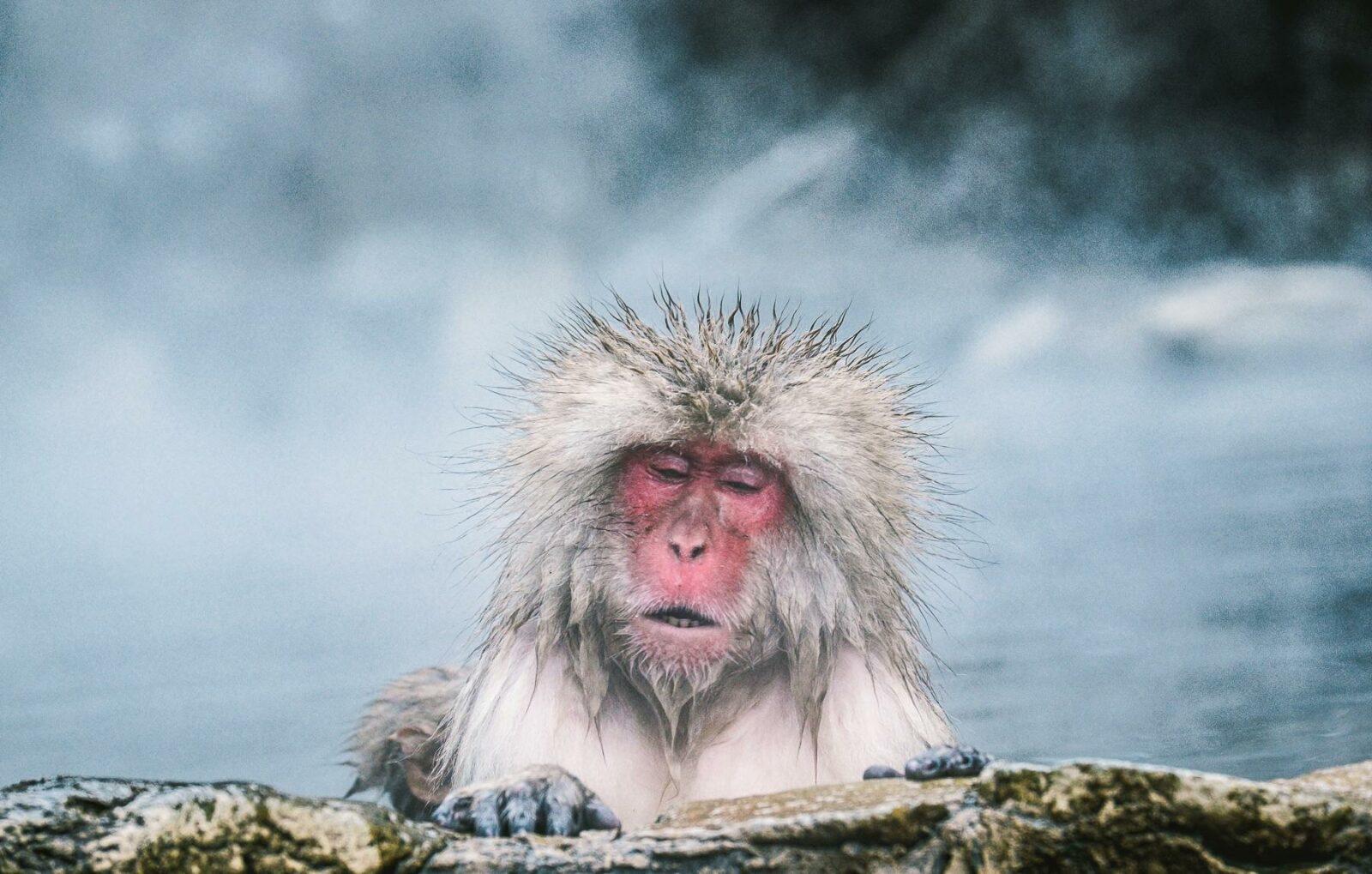 japan snow monkey photo tour