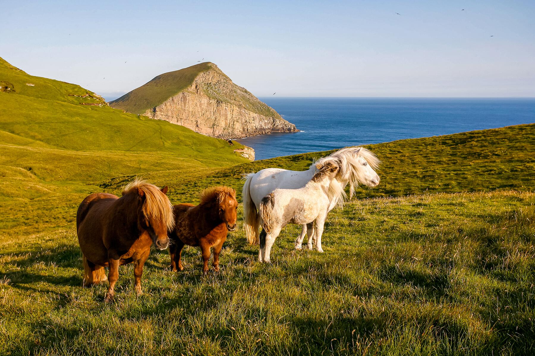 foula