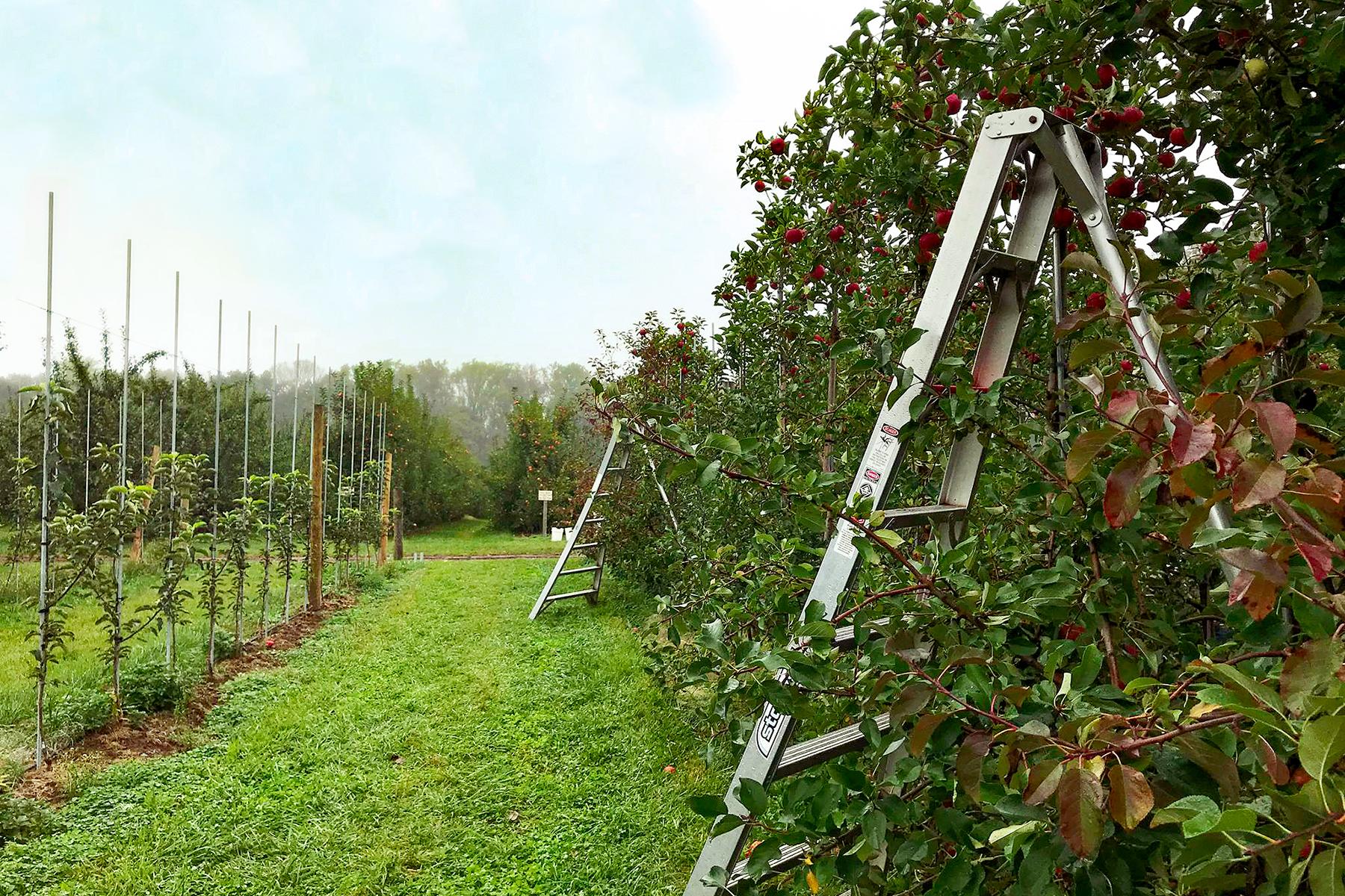 09_AppleOrchardsYouCanVisit__SoleburyOrchards_23509395_2048453188501954_1661752923552506678_o