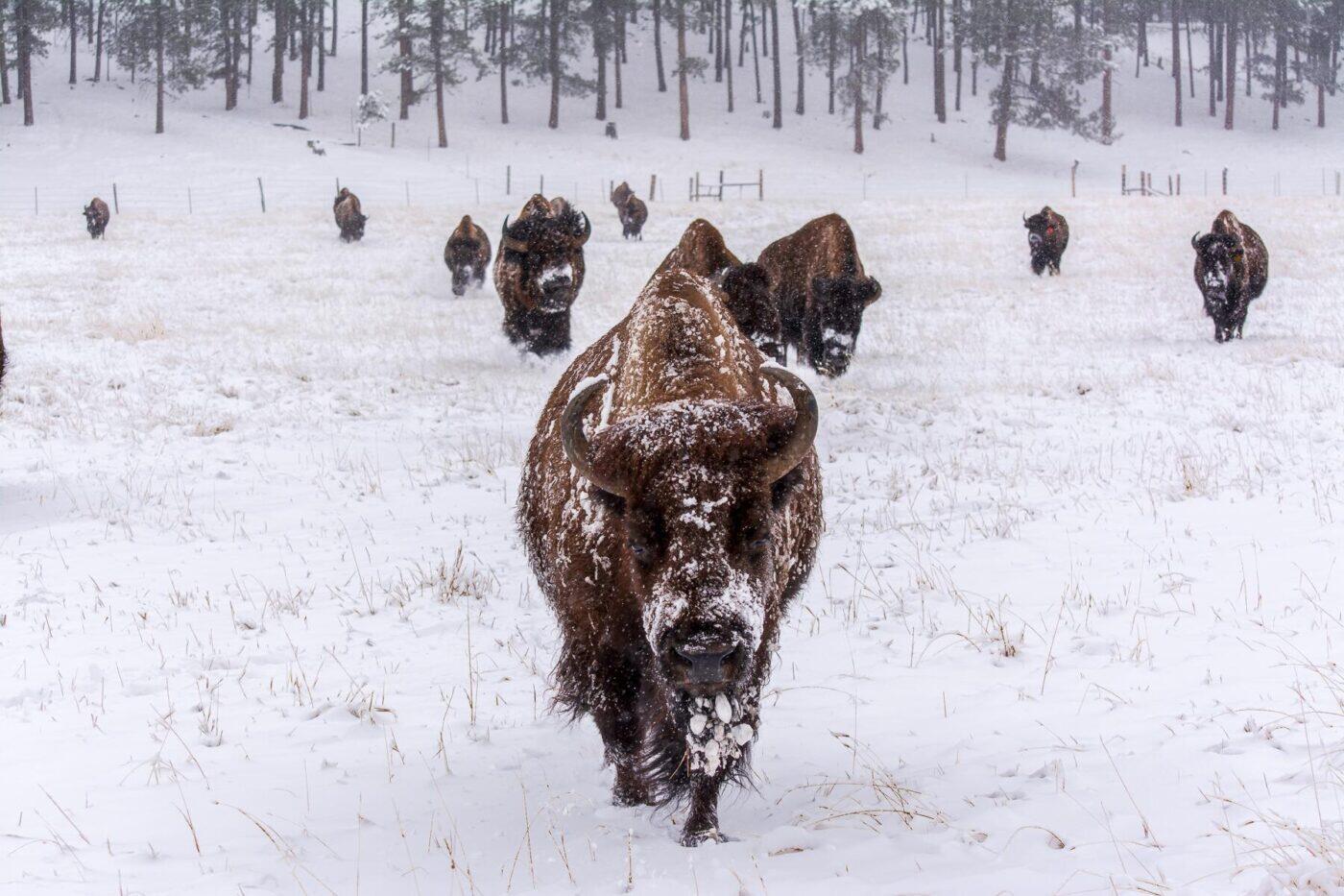 Things to Do and See in Rapid City, South Dakota in the Winter Time