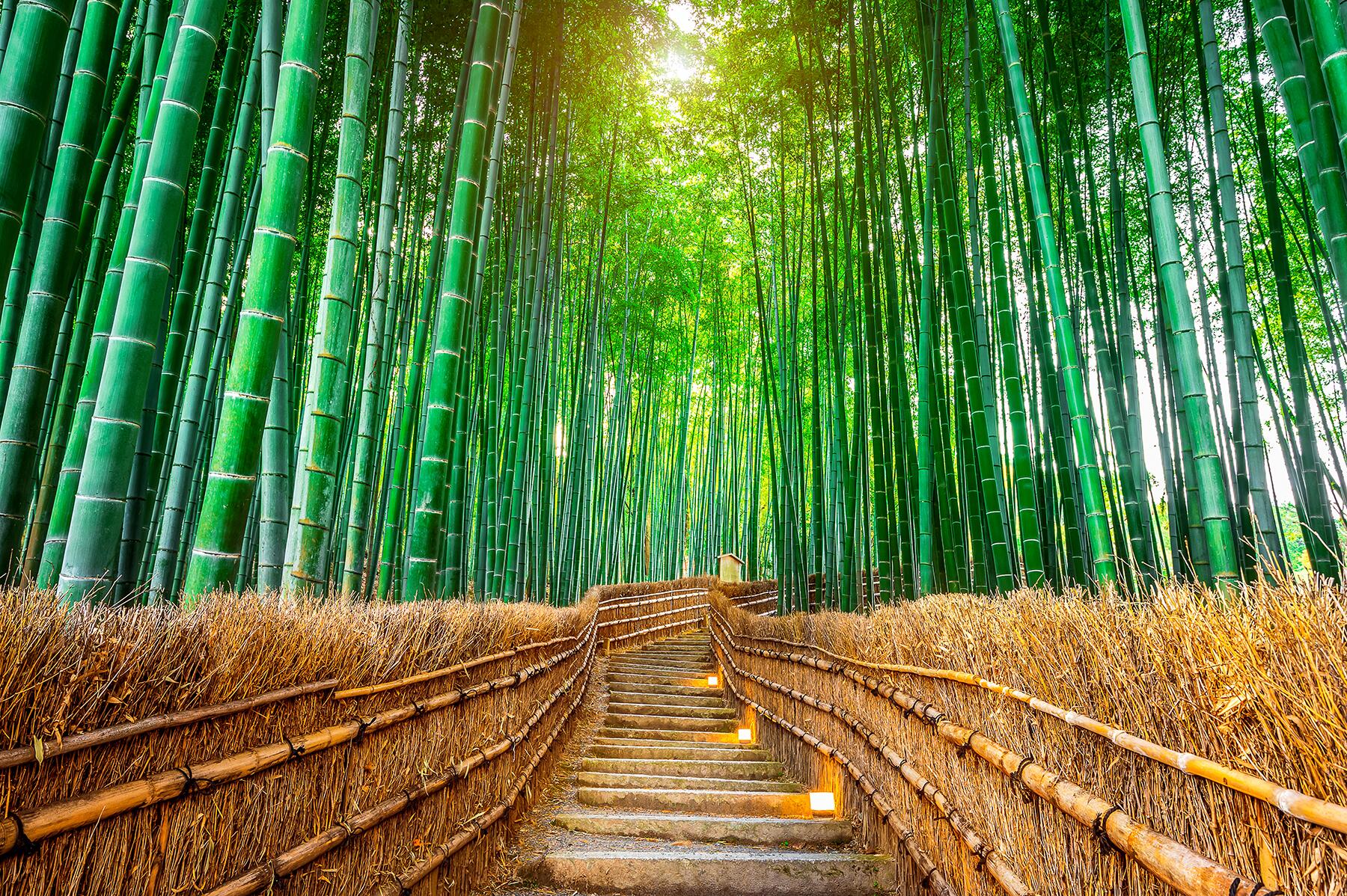 07_StudioGhibliSites__BambooForest_shutterstock_763721149