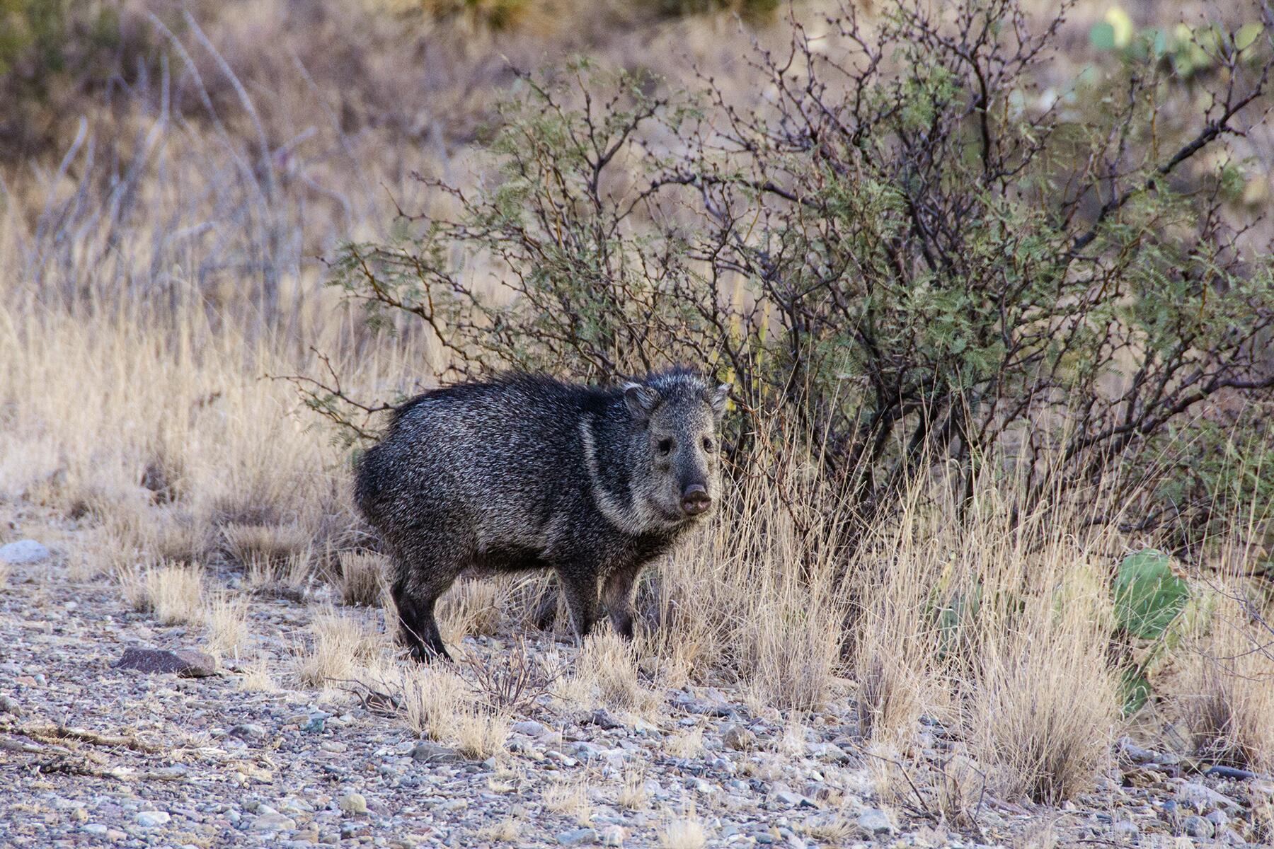 big bend wild life