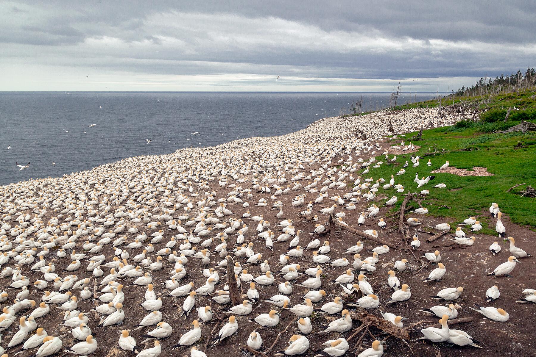 09_25UltimatethingstodoinAtlanticCanada__VisitthelargestGannetPopulation_shutterstock_364839857