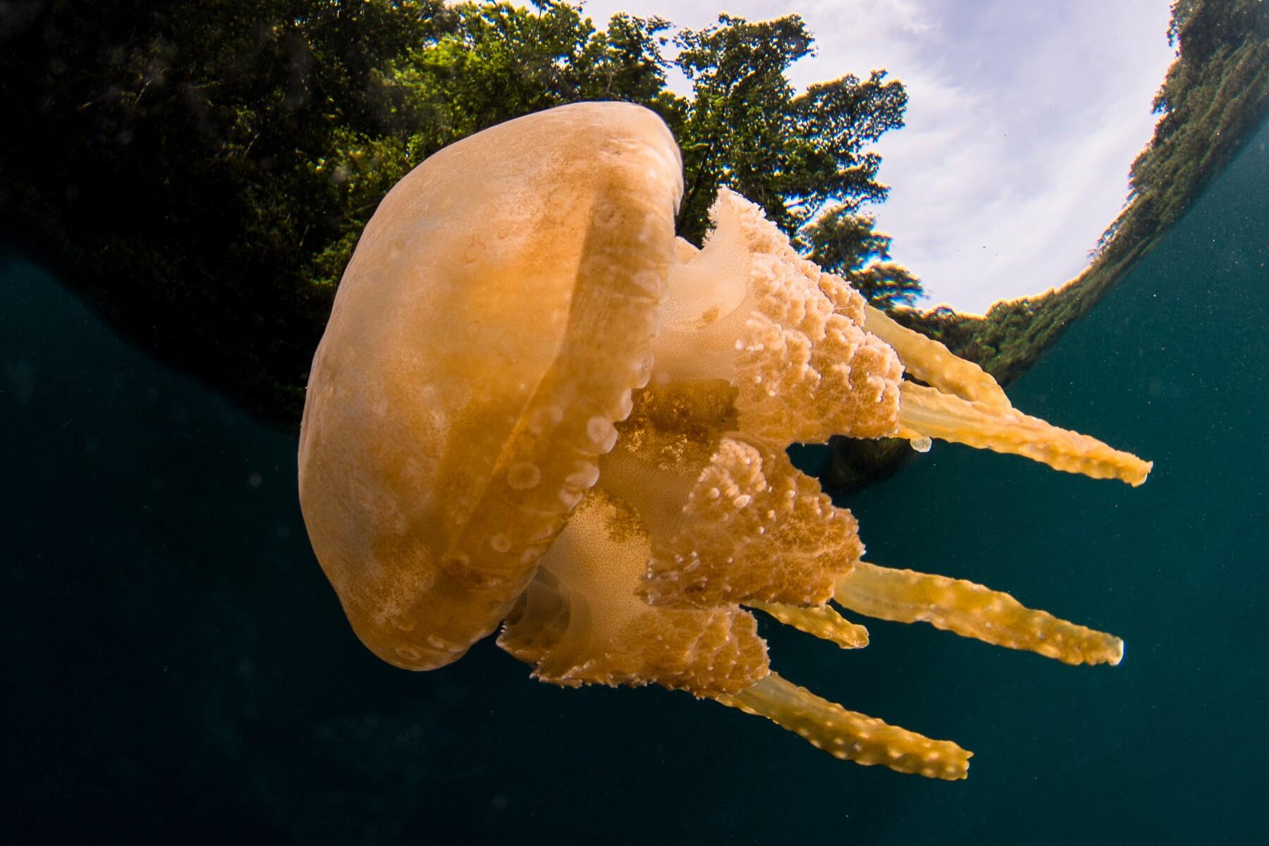 Exploring-Upside-Down-Palau-06