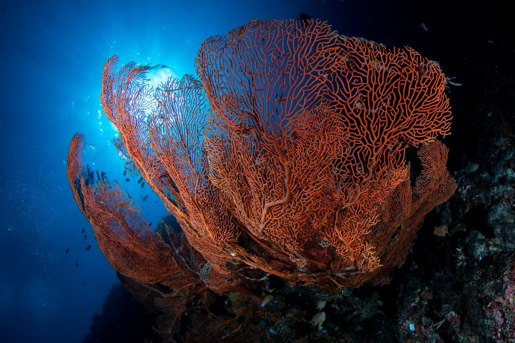 Exploring-Upside-Down-Palau-08