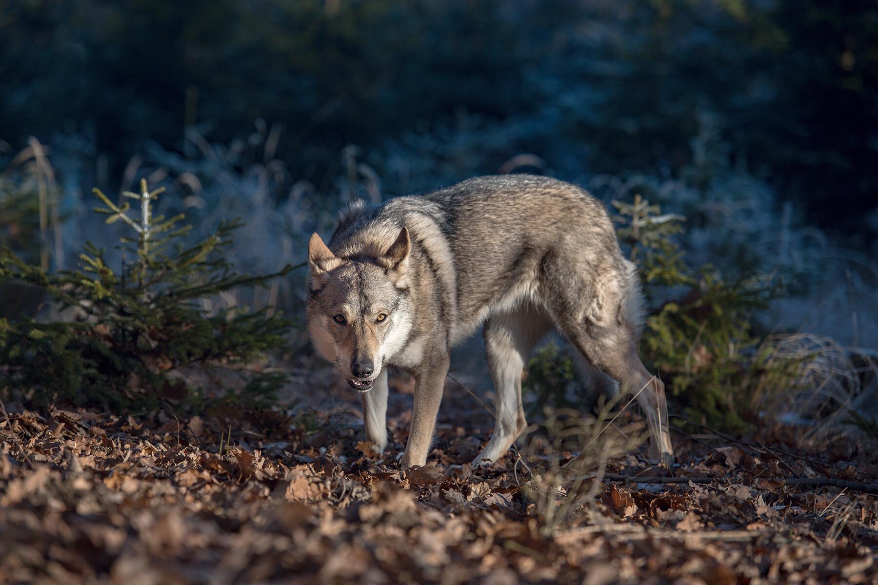 01_WildlifeShouldbeAfraid__Wolves_shutterstock_554030476
