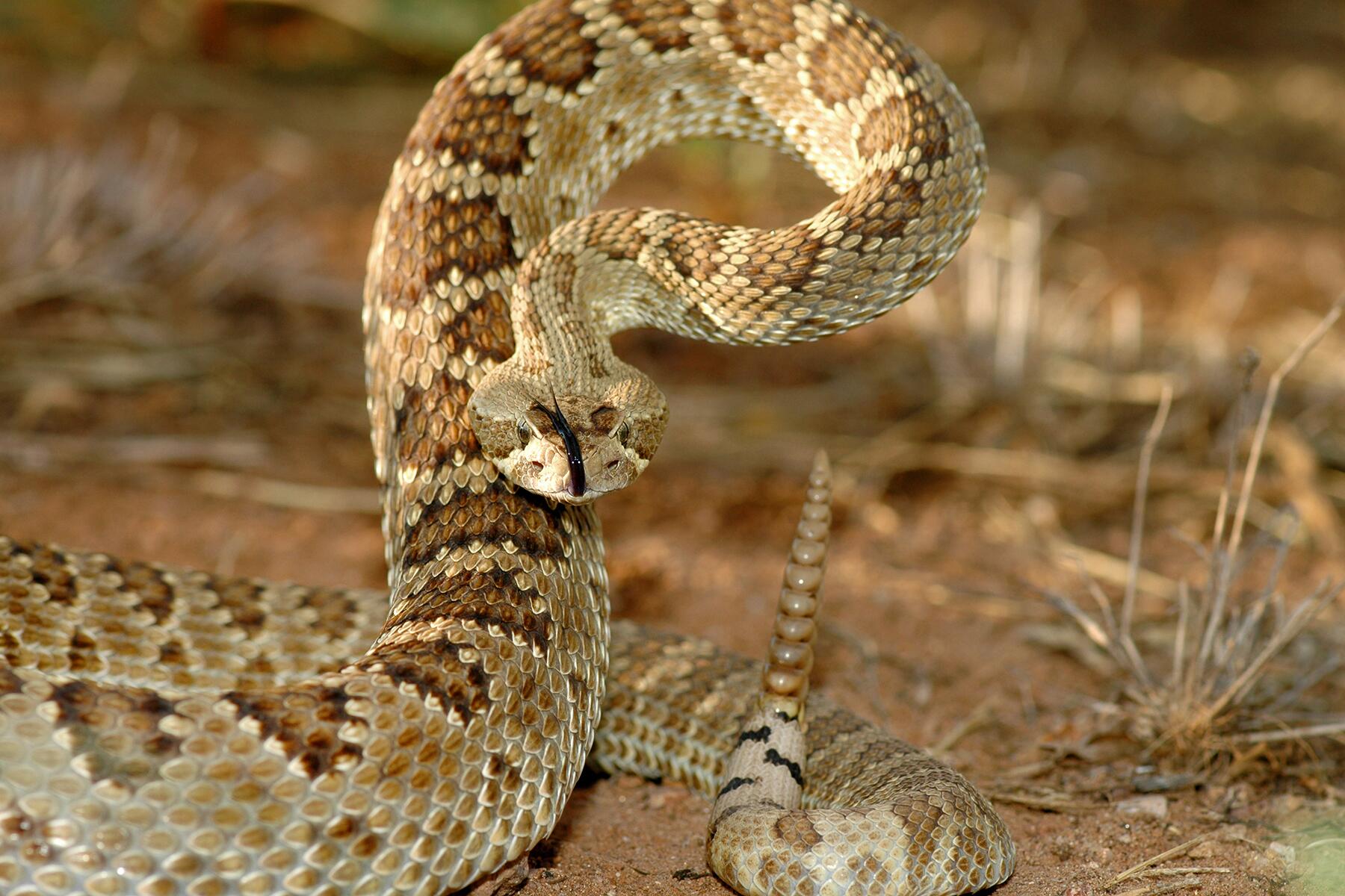 07_WildlifeShouldbeAfraid__VenomousSnakes_shutterstock_1246271221