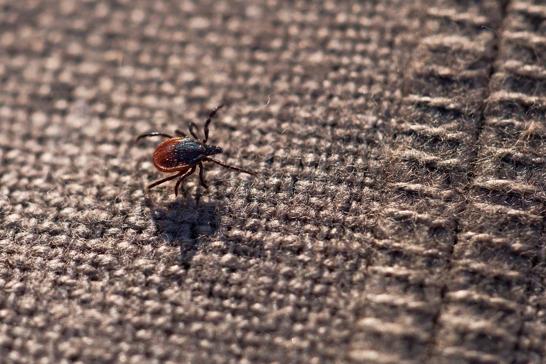 08_WildlifeShouldbeAfraid__TickBlackLegged_shutterstock_610850195