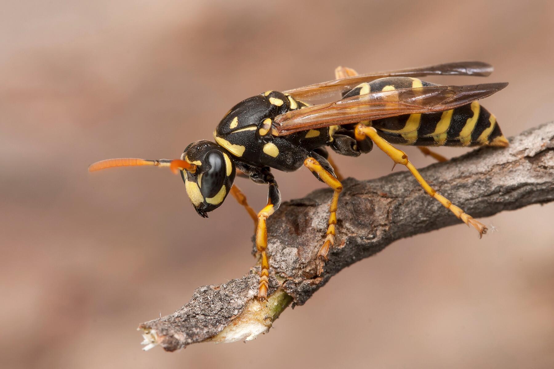 10_WildlifeShouldbeAfraid__BeesWasps_shutterstock_1014385078