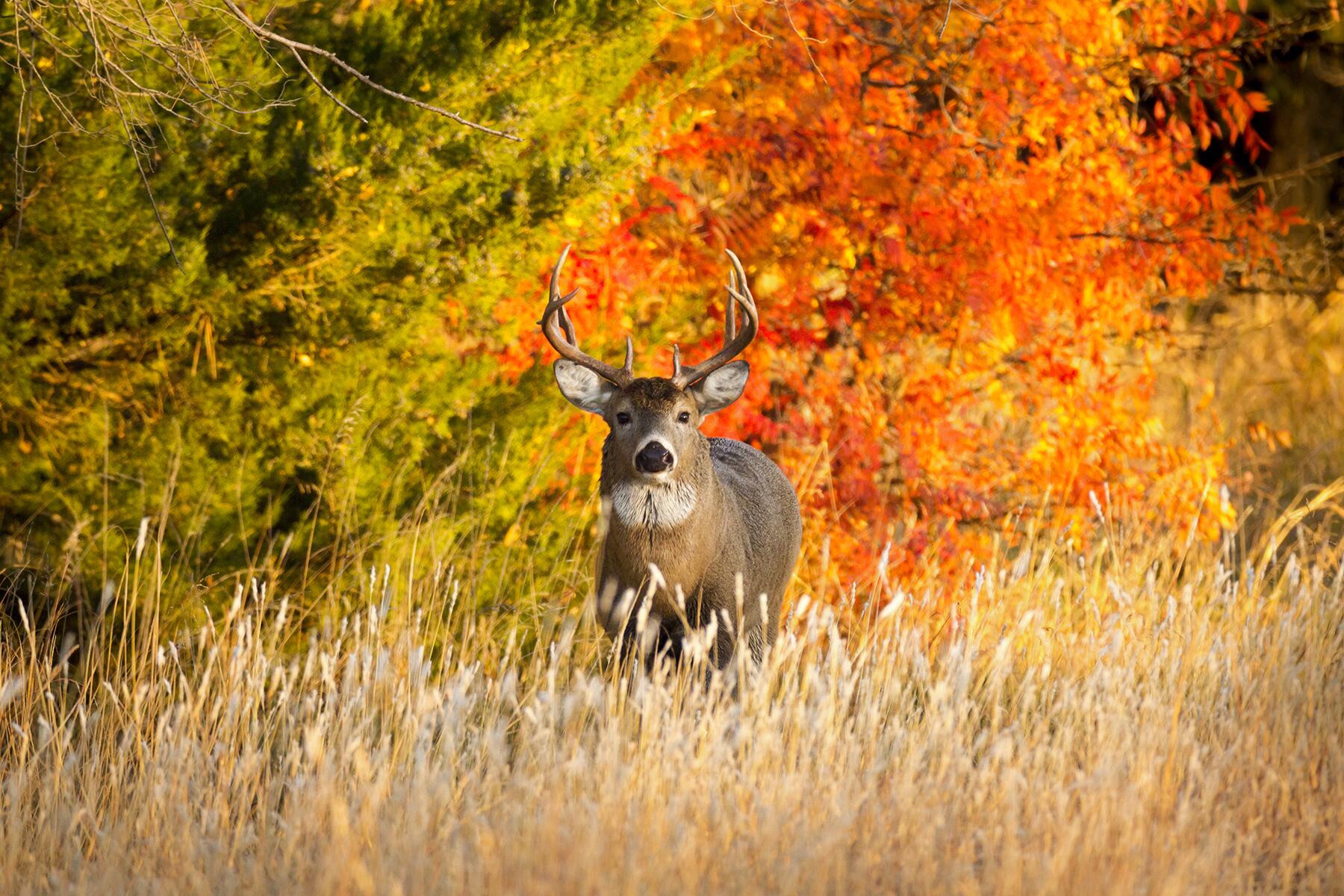11_WildlifeShouldbeAfraid__DeerWhiteTail_shutterstock_737630683