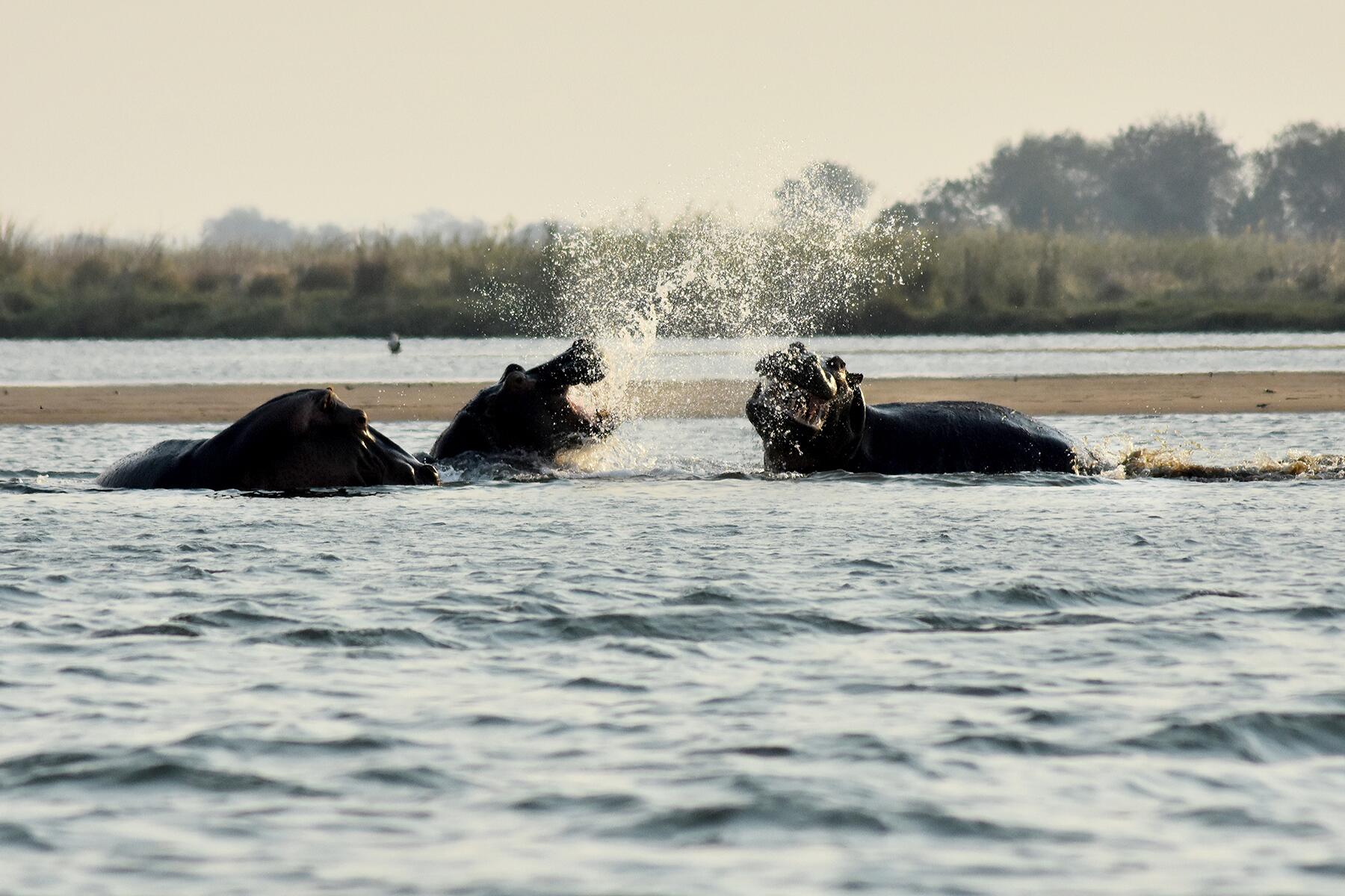 01_ExtremeSafari__HippoAmbush_shutterstock_1163845705