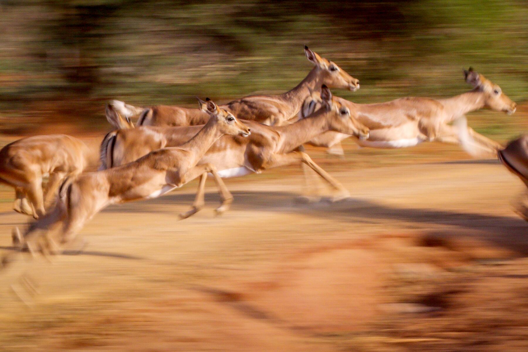 02_ExtremeSafari__ImpalaDash_shutterstock_405533203